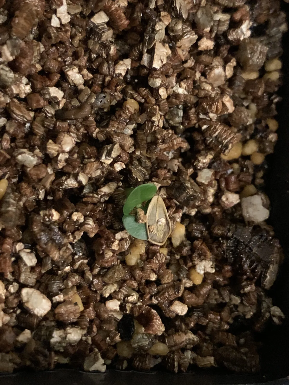 Fockea edulis (フォッケア 火星人)