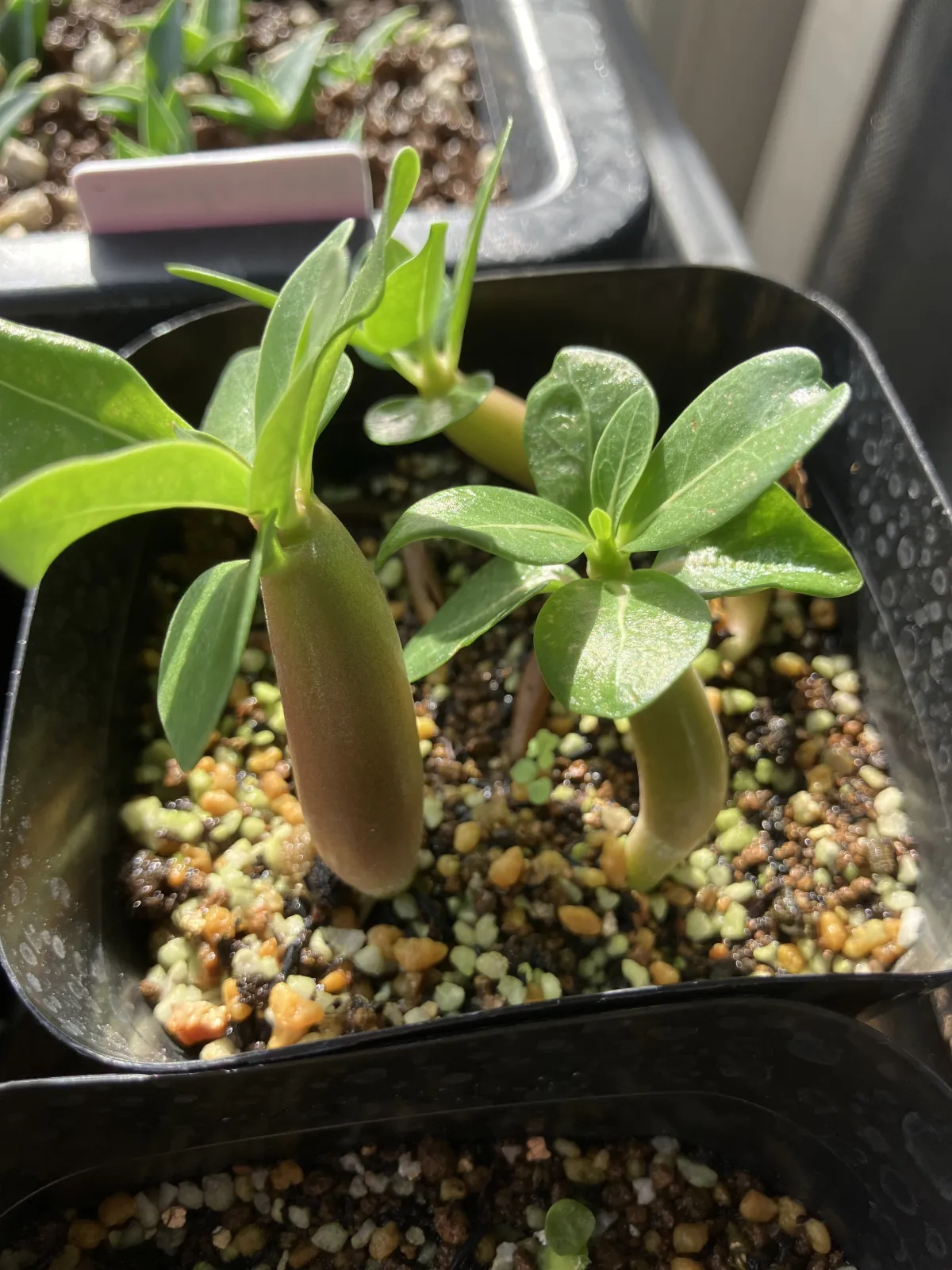 Adenium obesum thai (アデニウム タイ ソコトラナム)