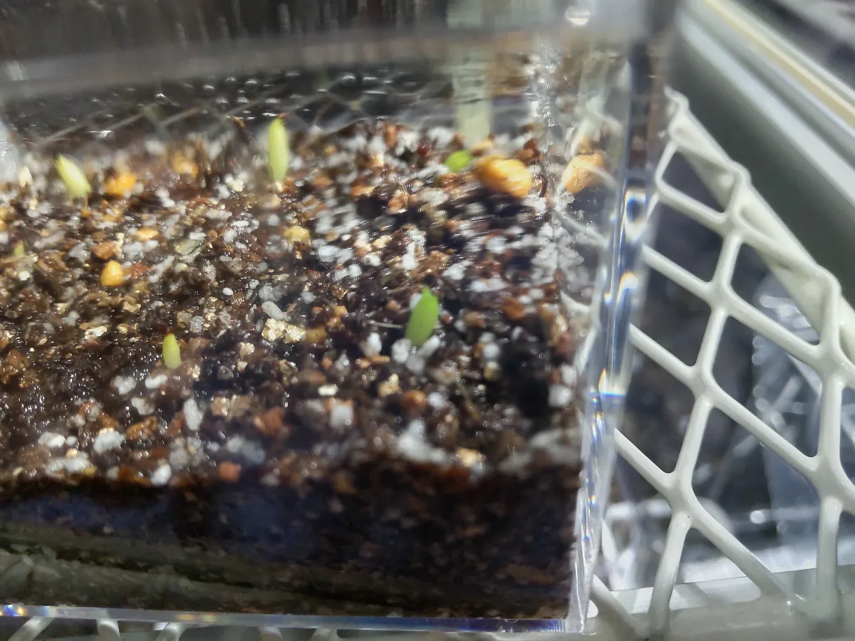 Echinocactus grusonii (エキノカクタス キンシャチ)