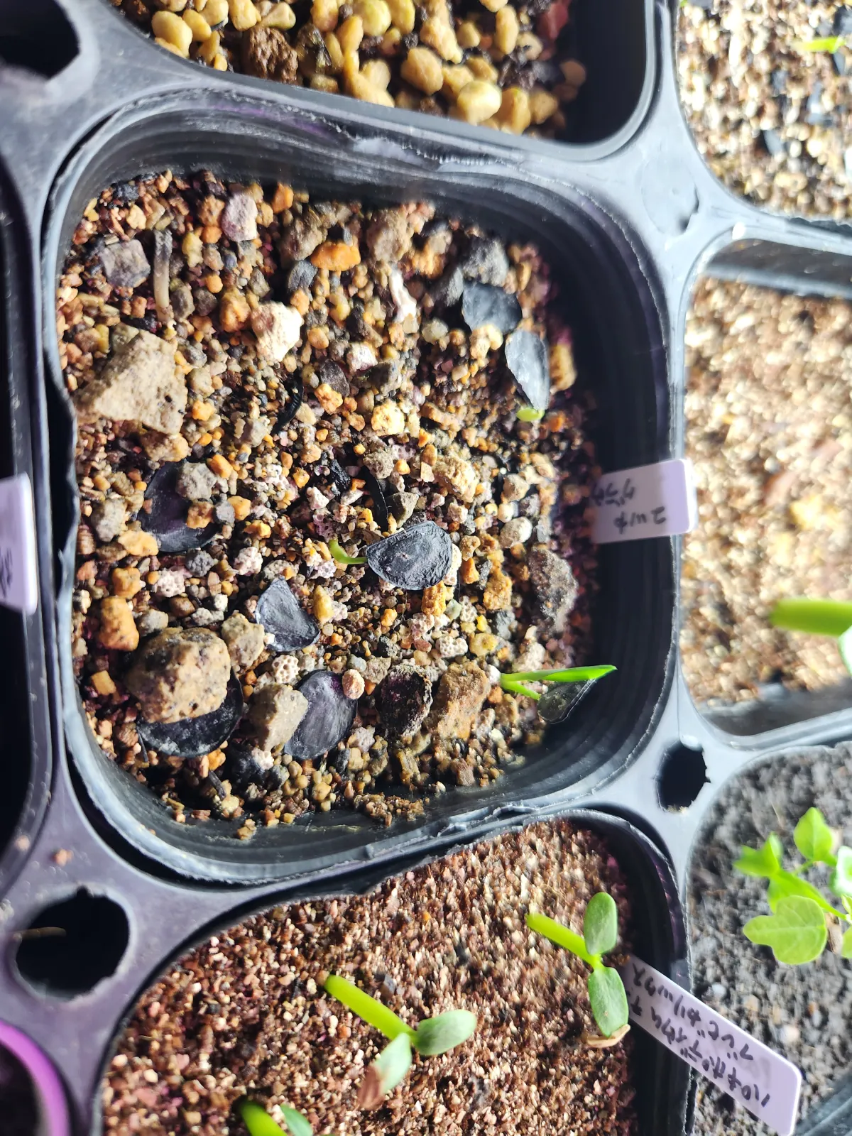 Yucca glauca (ユッカ グラウカ)