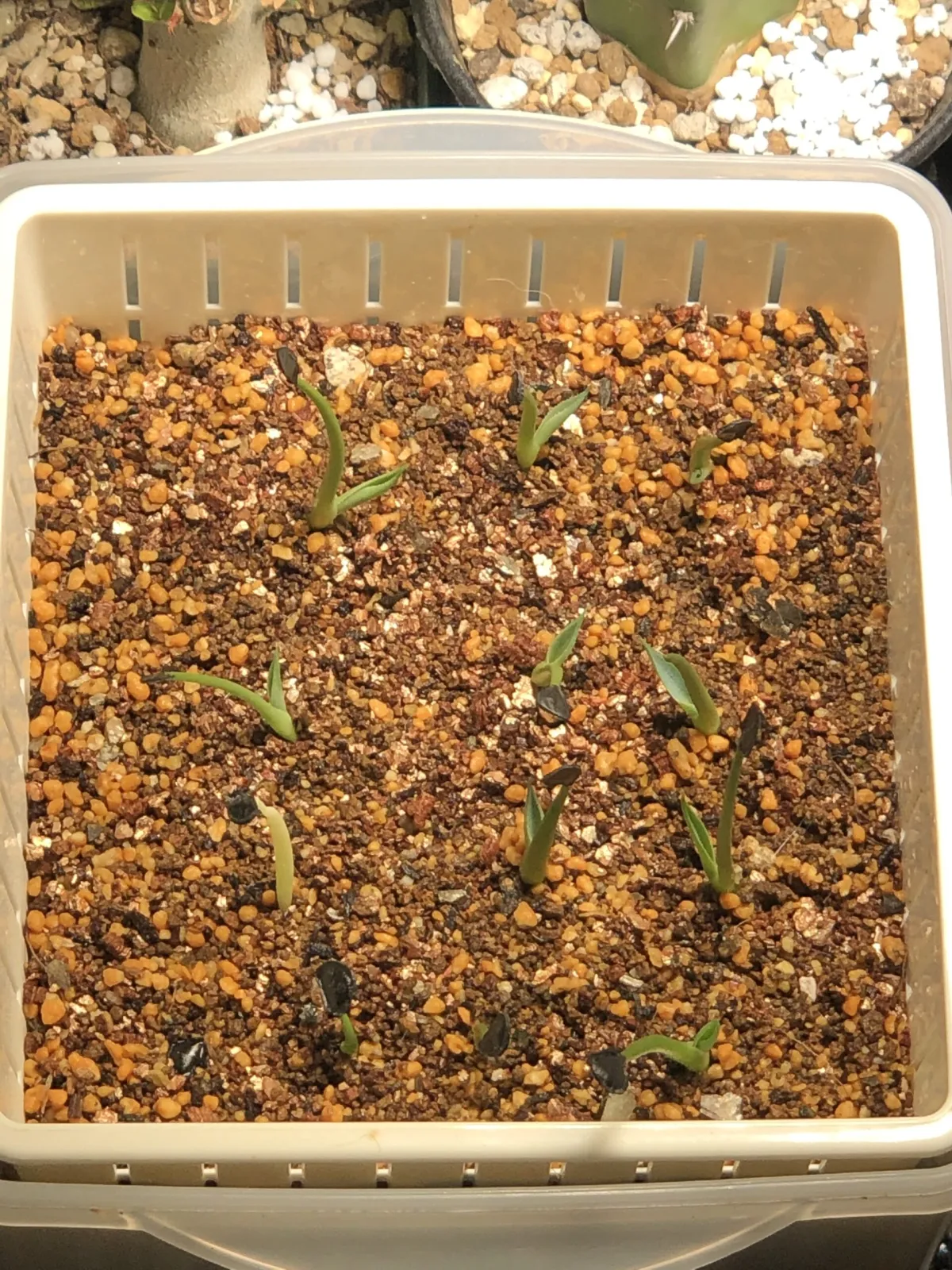 Agave parryi var. truncata (アガベ パリー トランカータ)