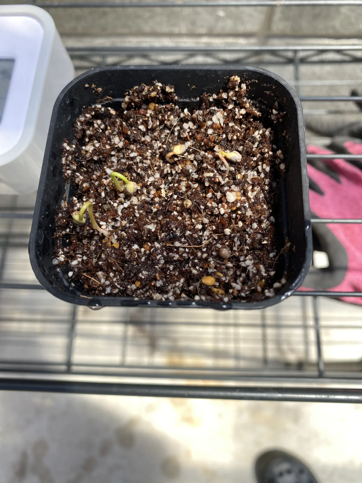 Euphorbia stenoclada subsp. stenoclada (ユーフォルビア ステノクラーダ)