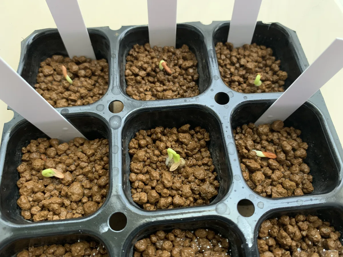 Pachypodium rosulatum var. gracilius (パキポディウム グラキリス)