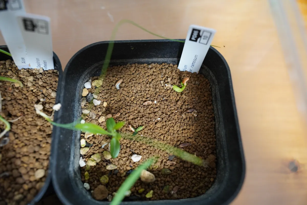 Pachypodium lamerei var. ramosum (パキポディウム ラモサム)