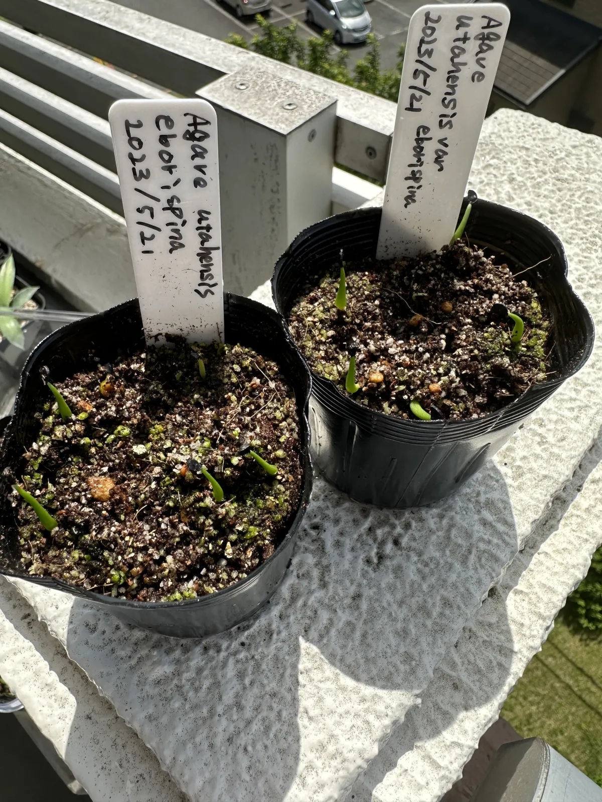 Agave utahensis var. eborispina (アガベ エボリスピナ)