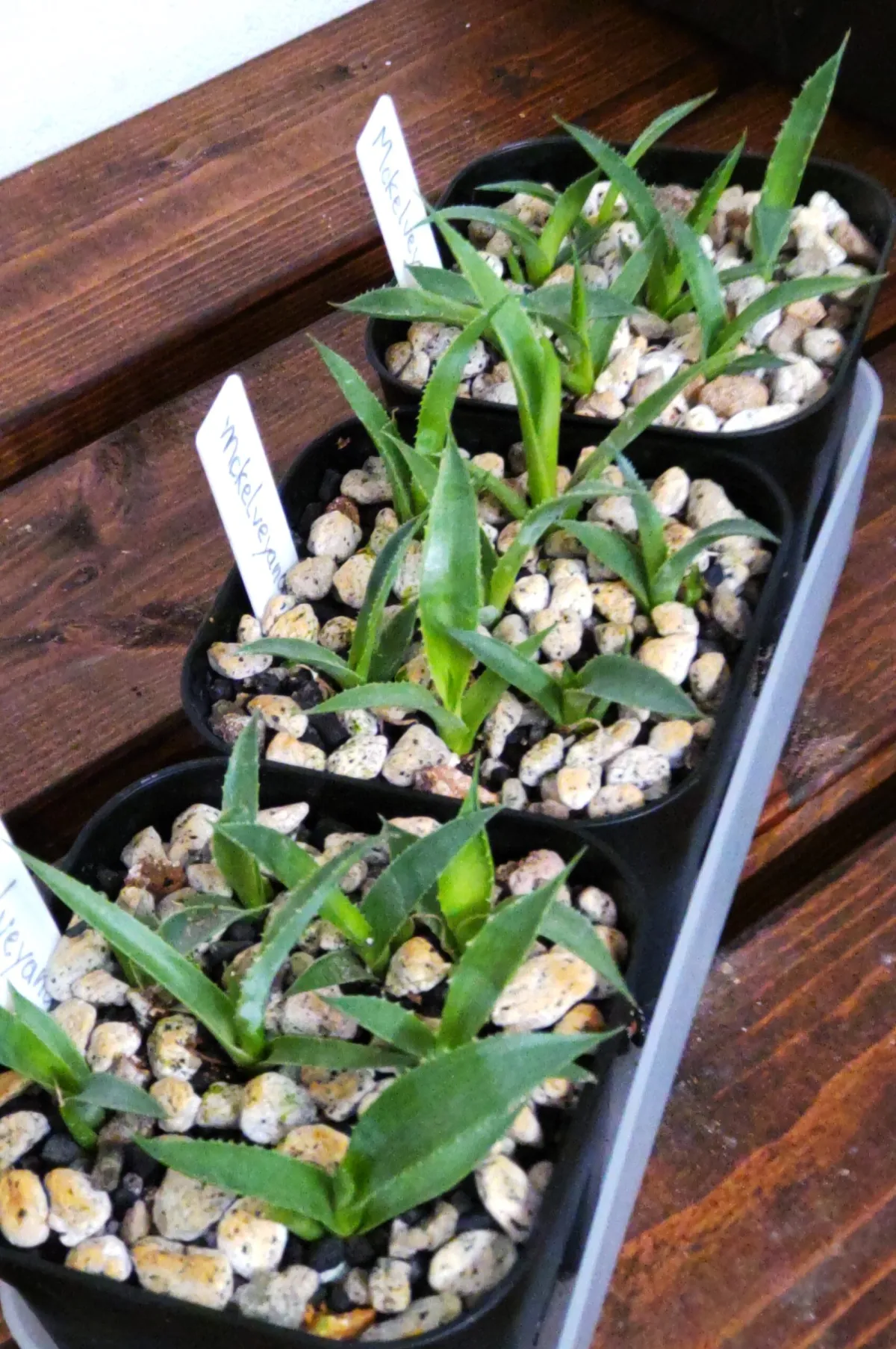 Agave mckelveyana (アガベ マッケルベヤナ)