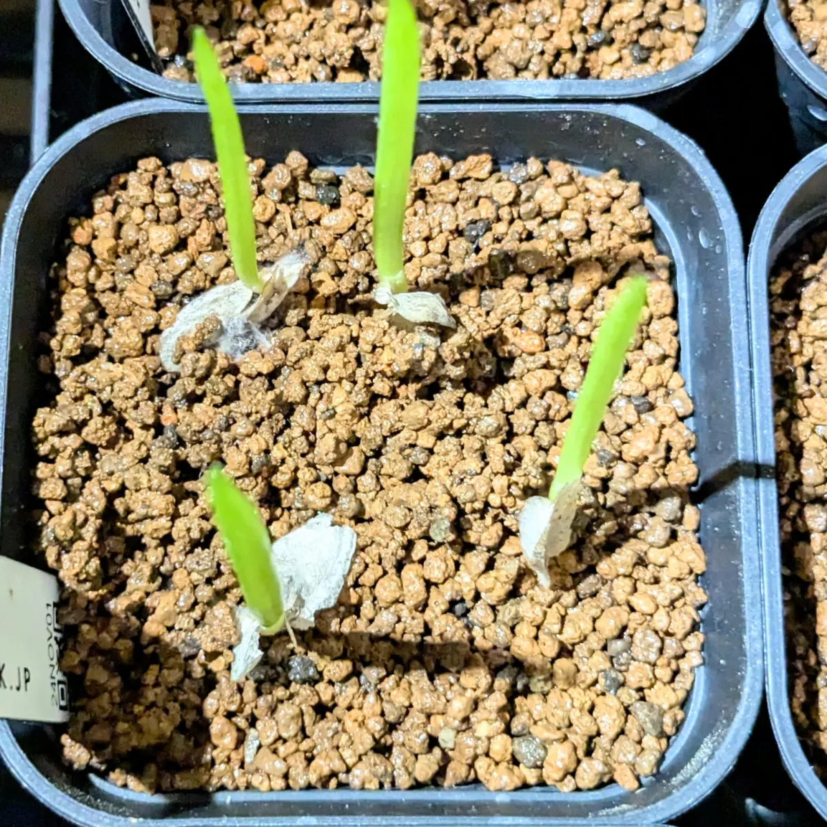 Aloe suzannae (アロエ スザンナエ)