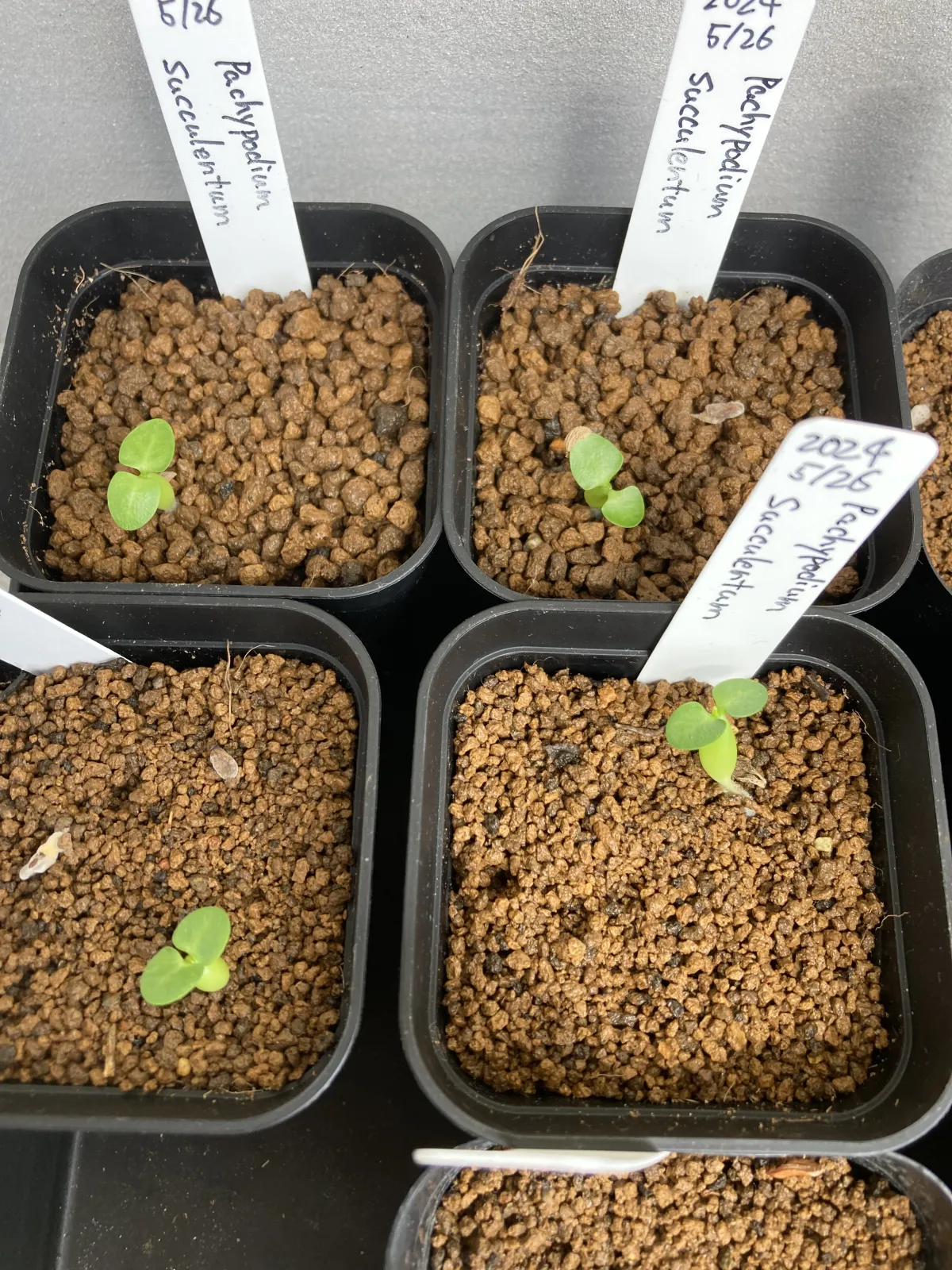 Pachypodium succulentum (パキポディウム サキュレンタム 天馬空)