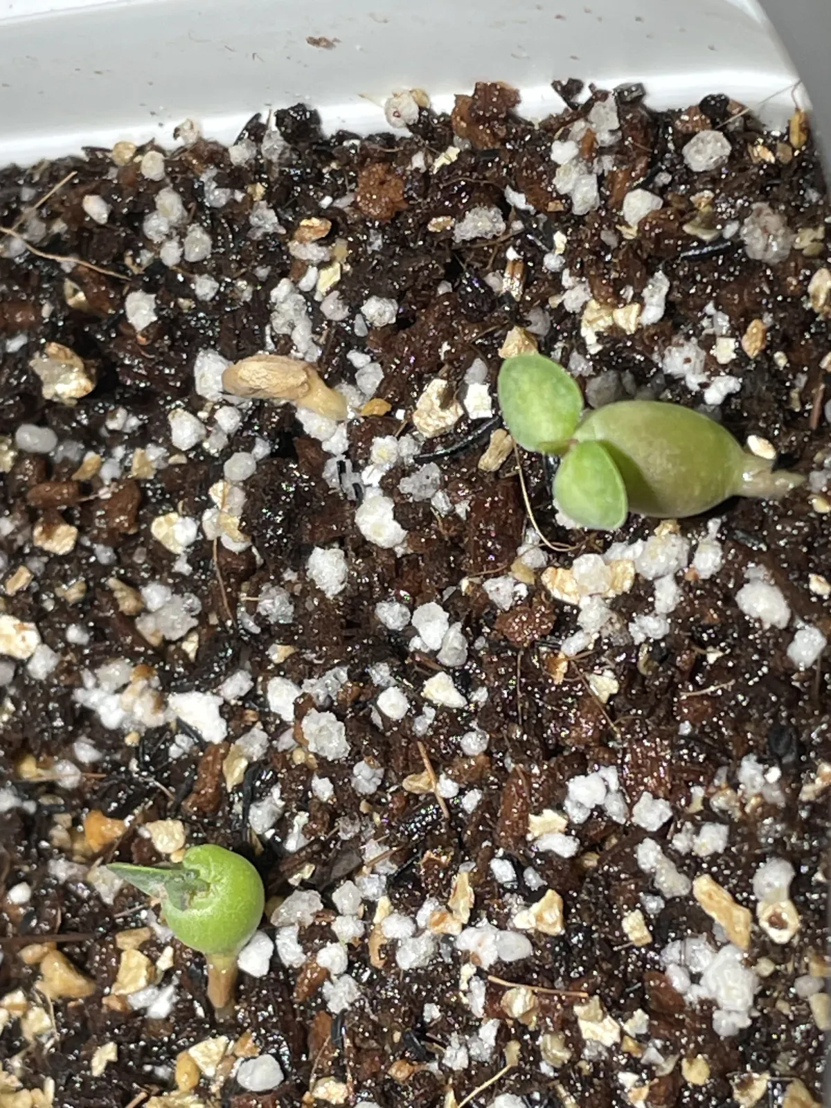 Pachypodium succulentum (パキポディウム サキュレンタム 天馬空)