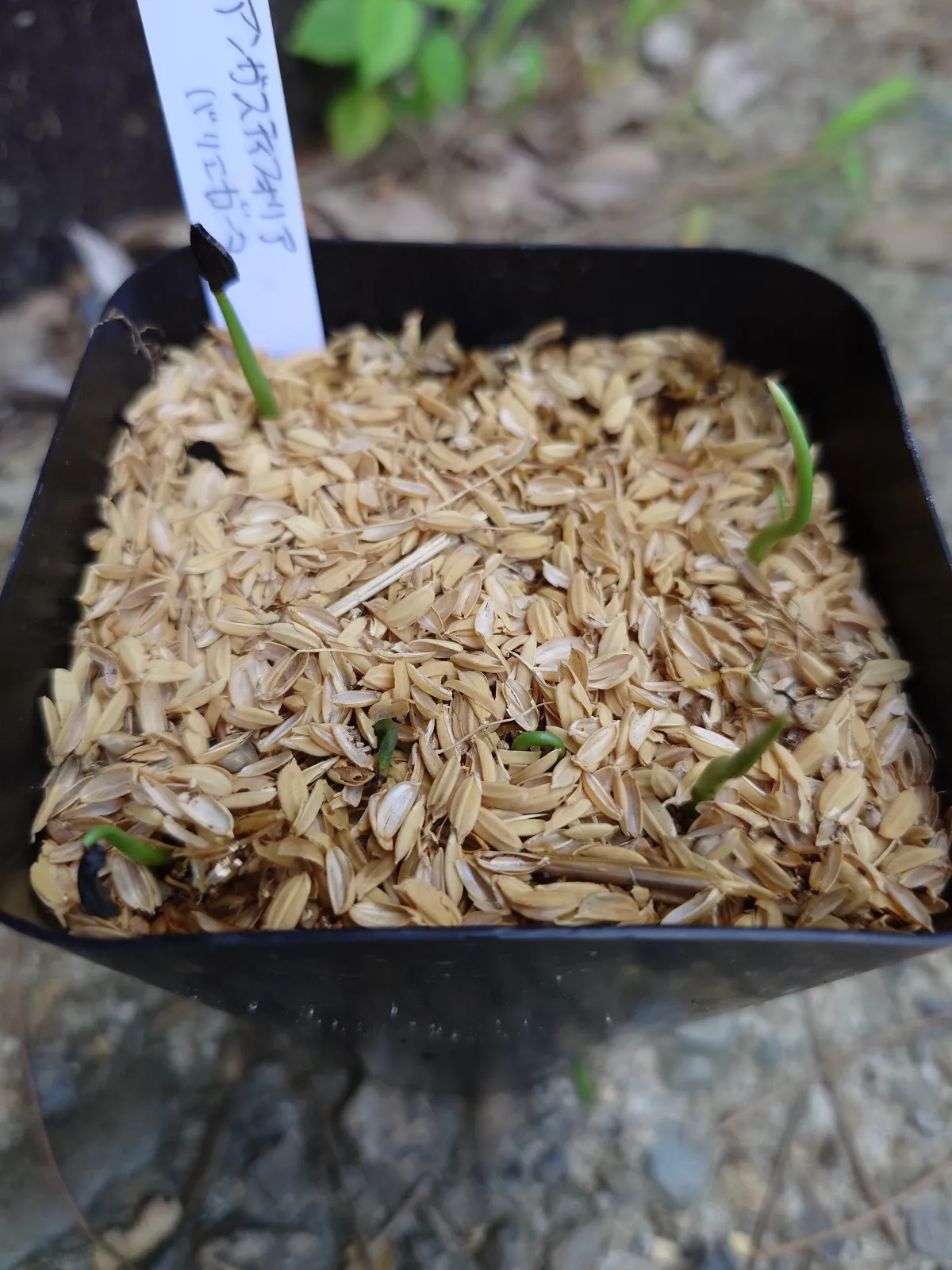 Agave angustifolia Marginata (アガベ アンガスティフォリア バリエガータ)