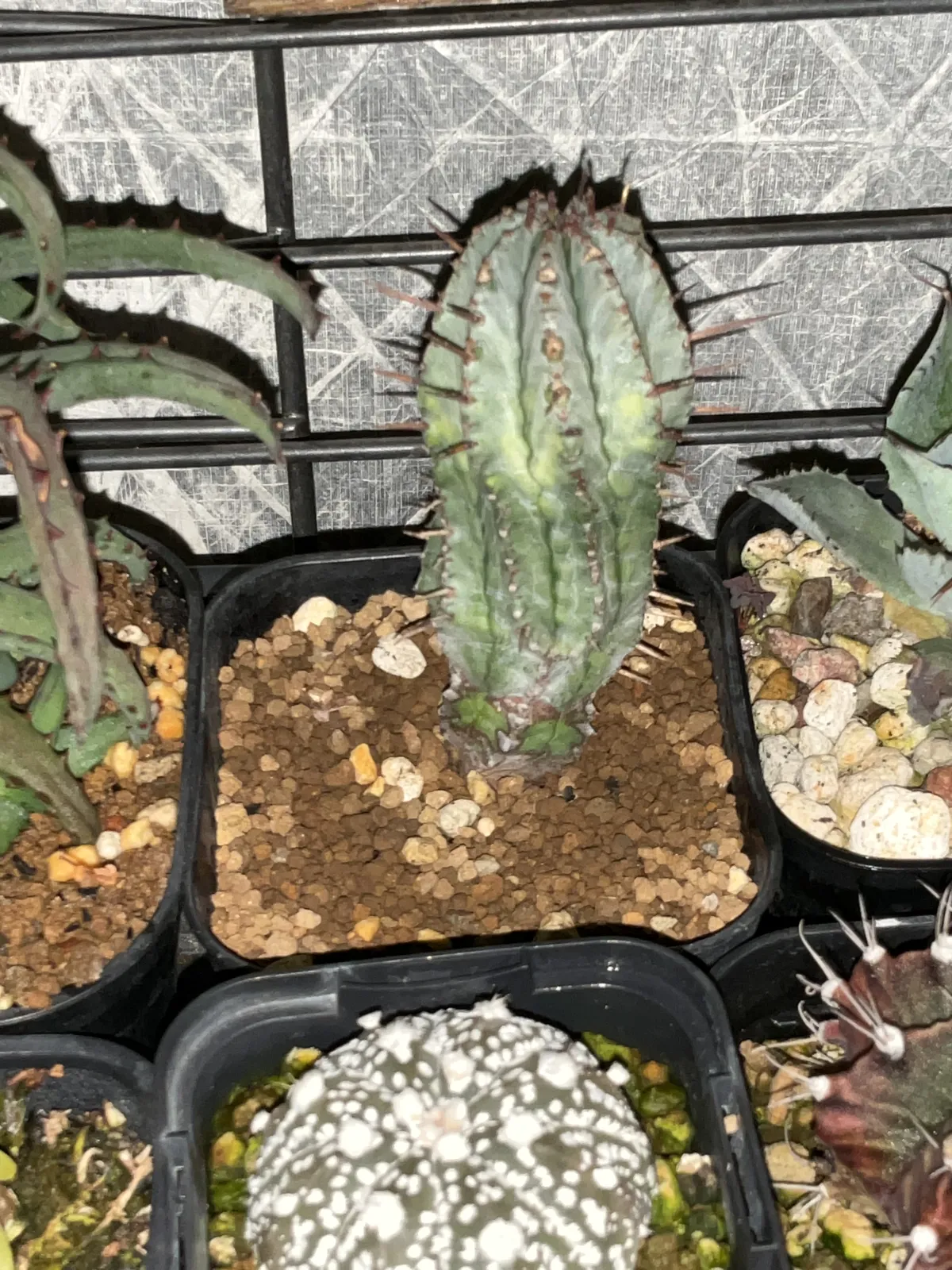 Euphorbia horrida var. norveldensis (ユーフォルビア ホリダ ノーベルデンシス)