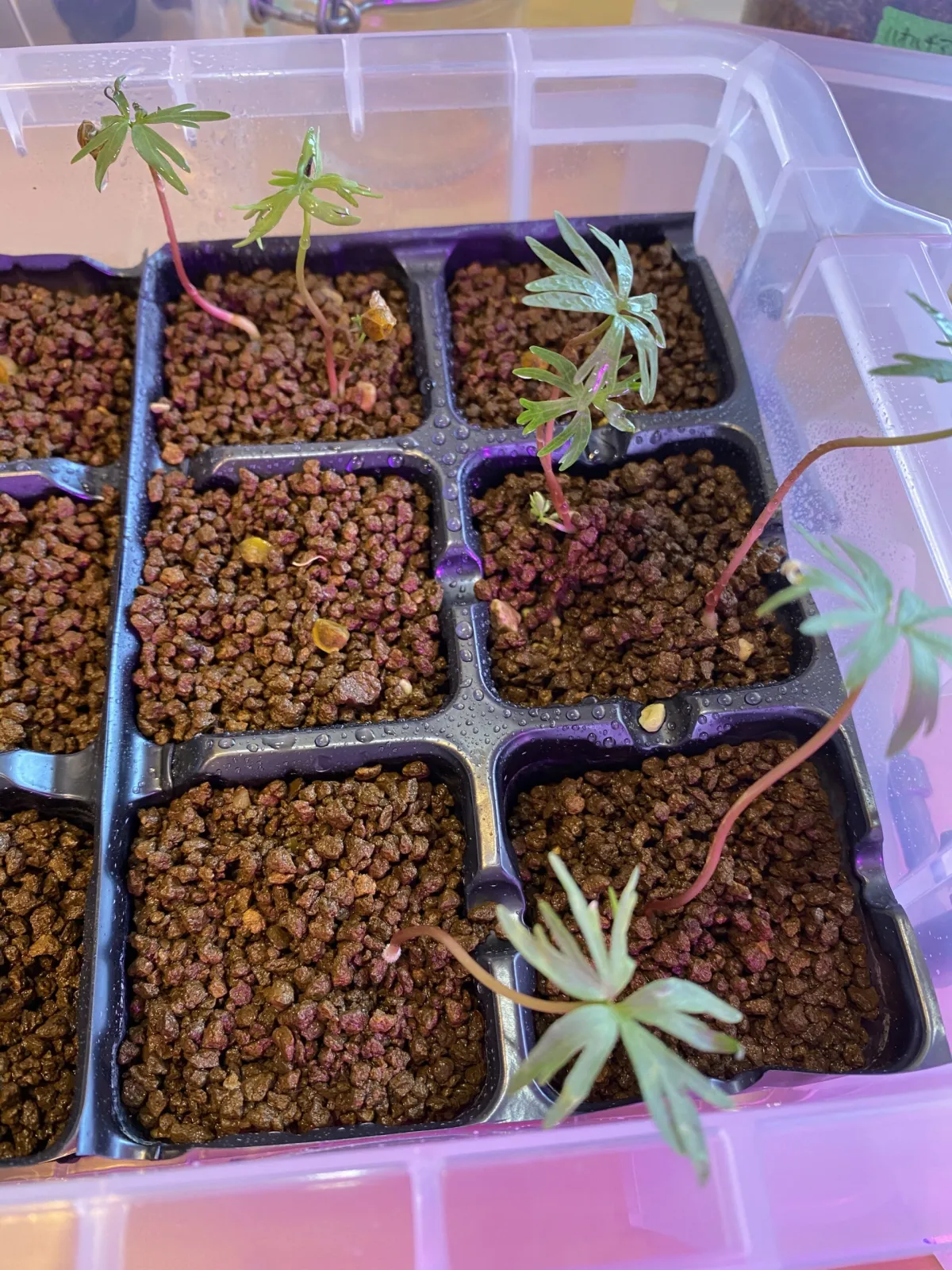 Bursera fagaroides (ブルセラ ファガロイデス)