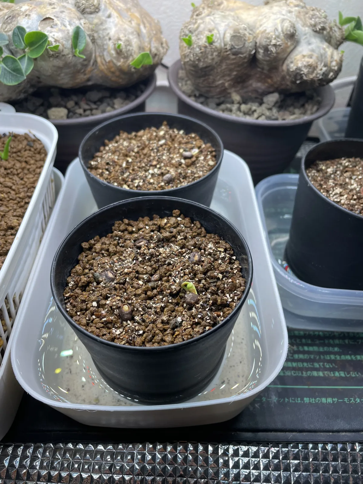 Operculicarya pachypus (オペルクリカリア パキプス)