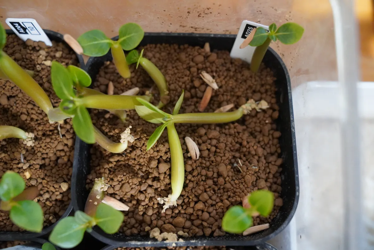 Adenium arabicum (アデニウム アラビカム)