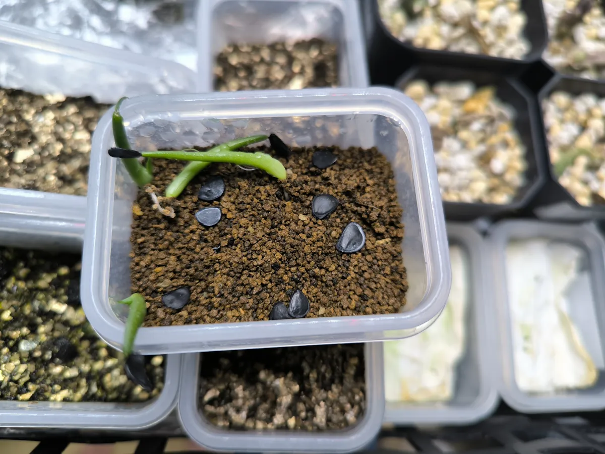 Agave americana var. franzosinii (アガベ フランゾシニー)