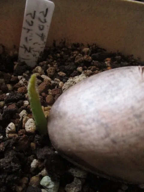 Macrozamia macdonnellii (マクロザミア マクドンネリー)