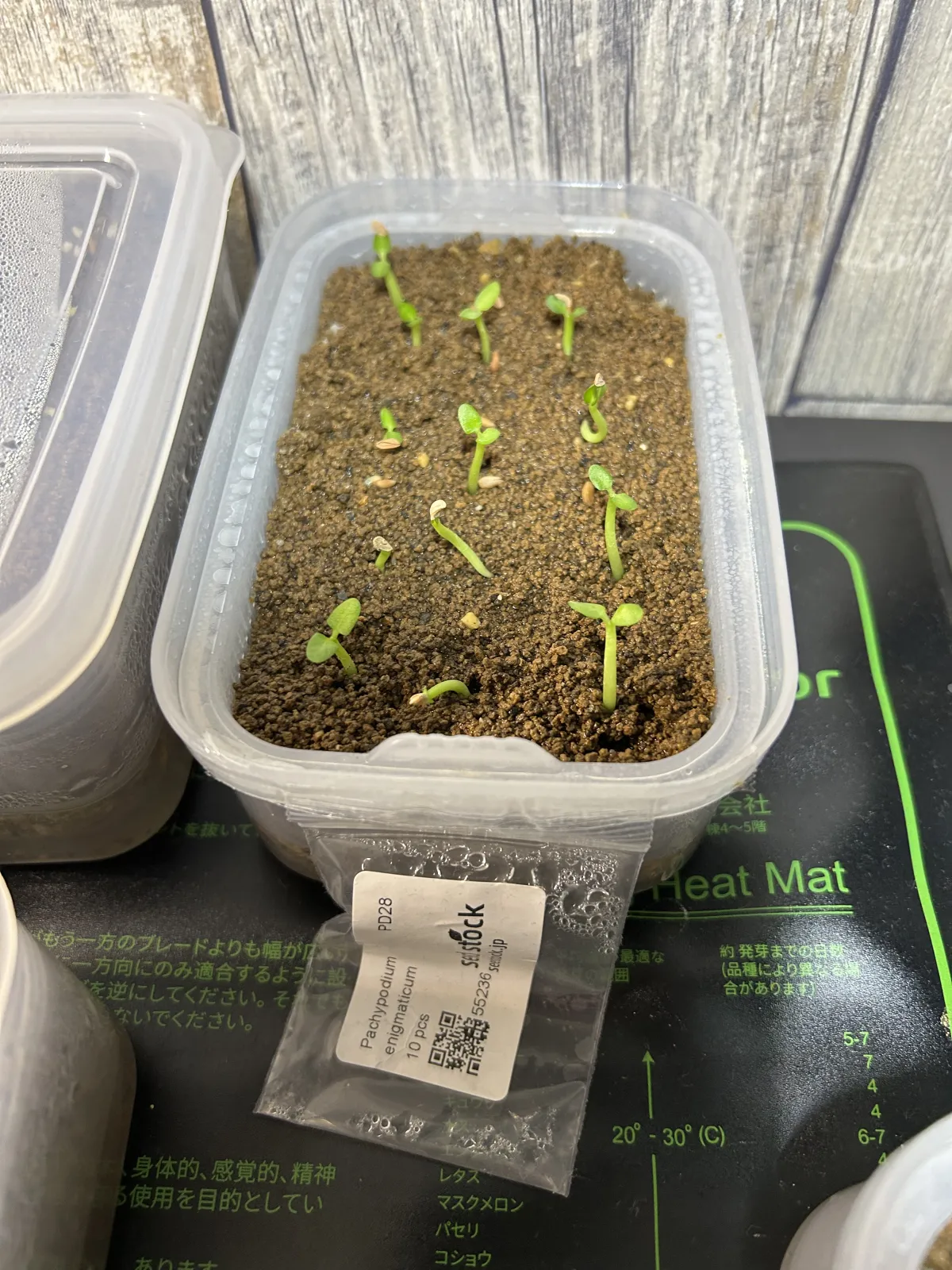 Pachypodium enigmaticum (パキポディウム エニグマチカム)