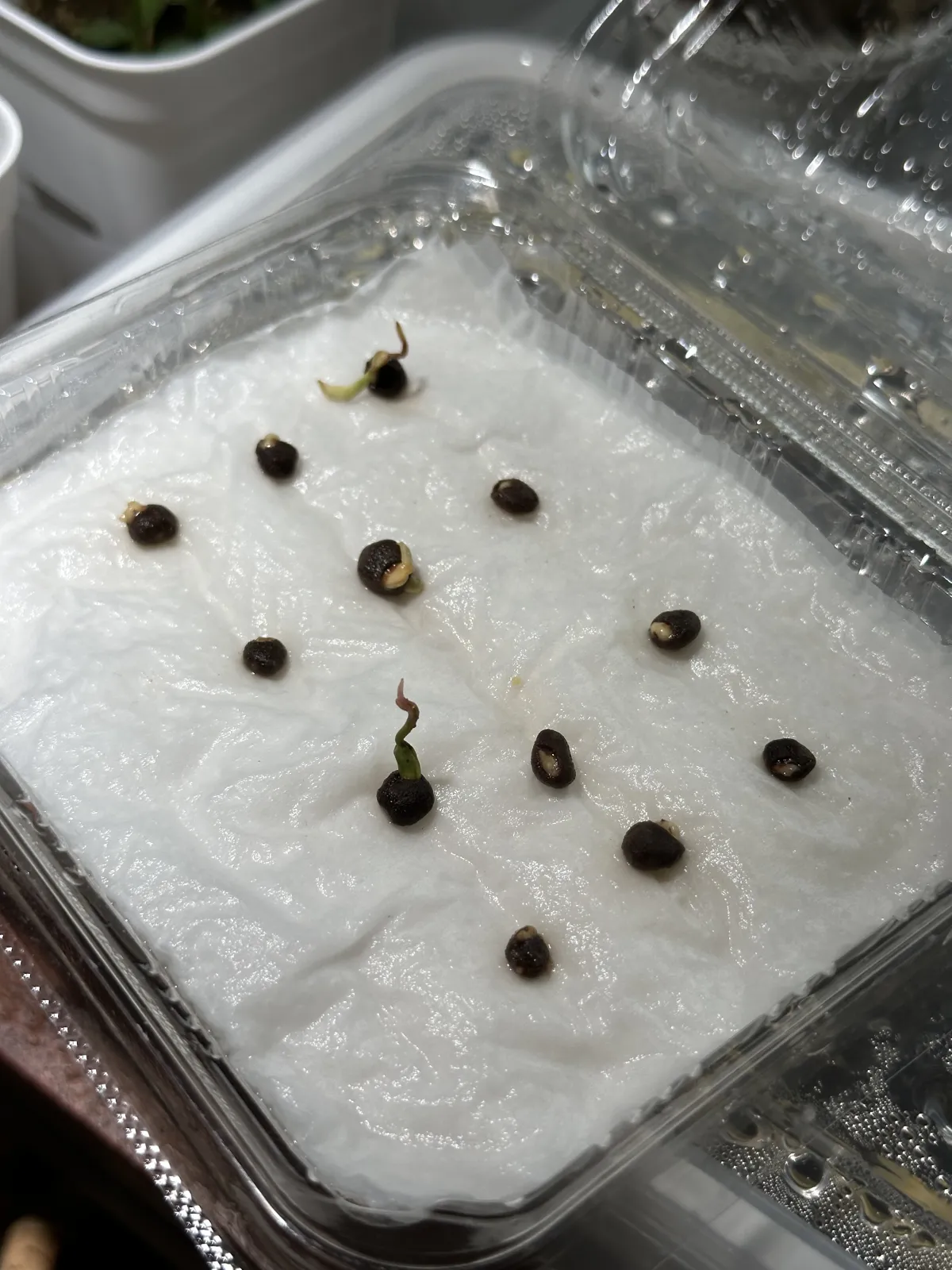 Operculicarya pachypus (オペルクリカリア パキプス)