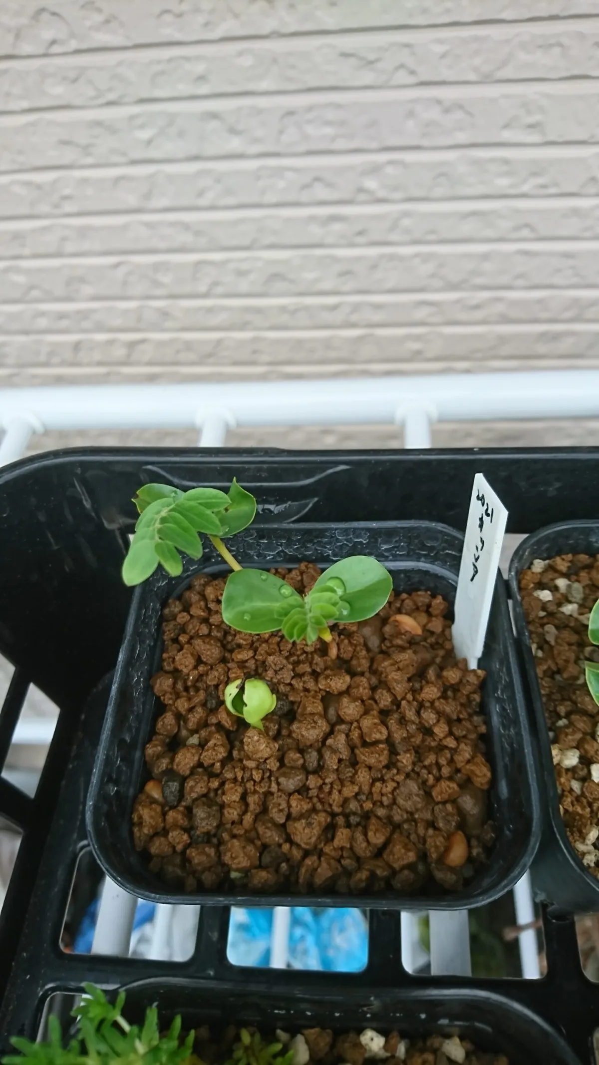 Cassia javanica ssp. nodosa (カッシア ノドサ)