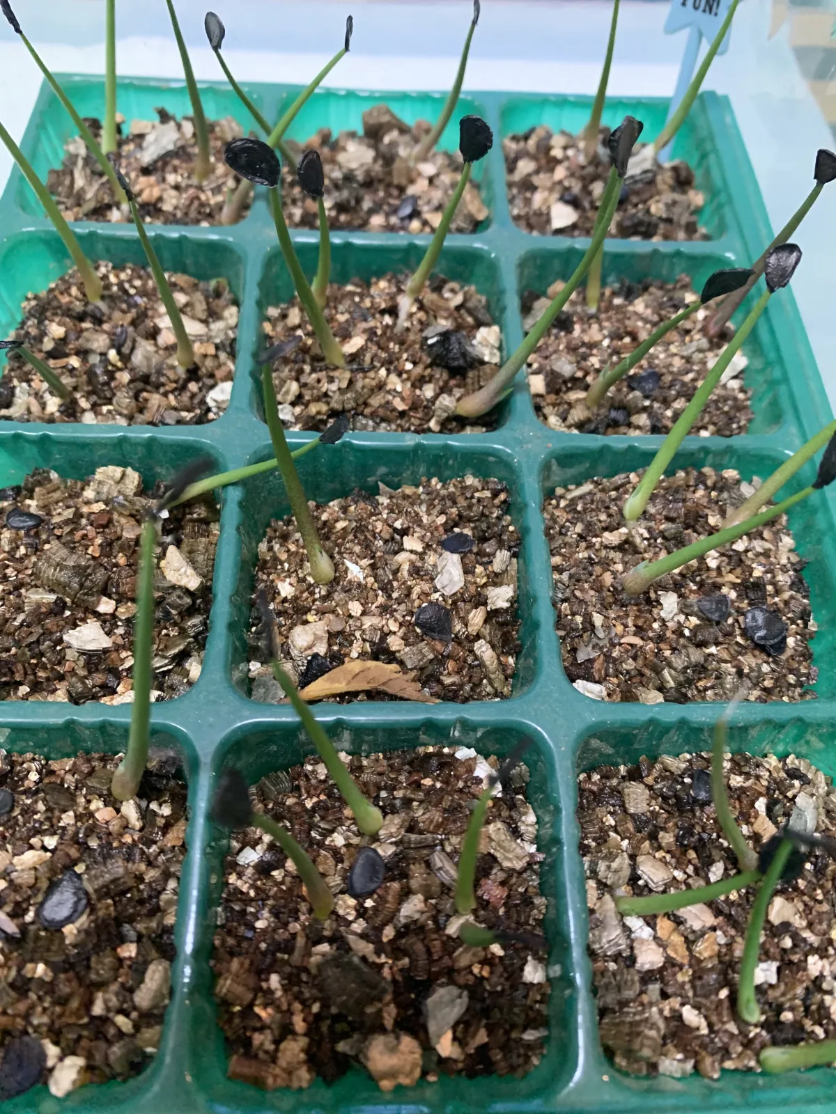 Agave wocomahi (アガベ ワコマヒー)