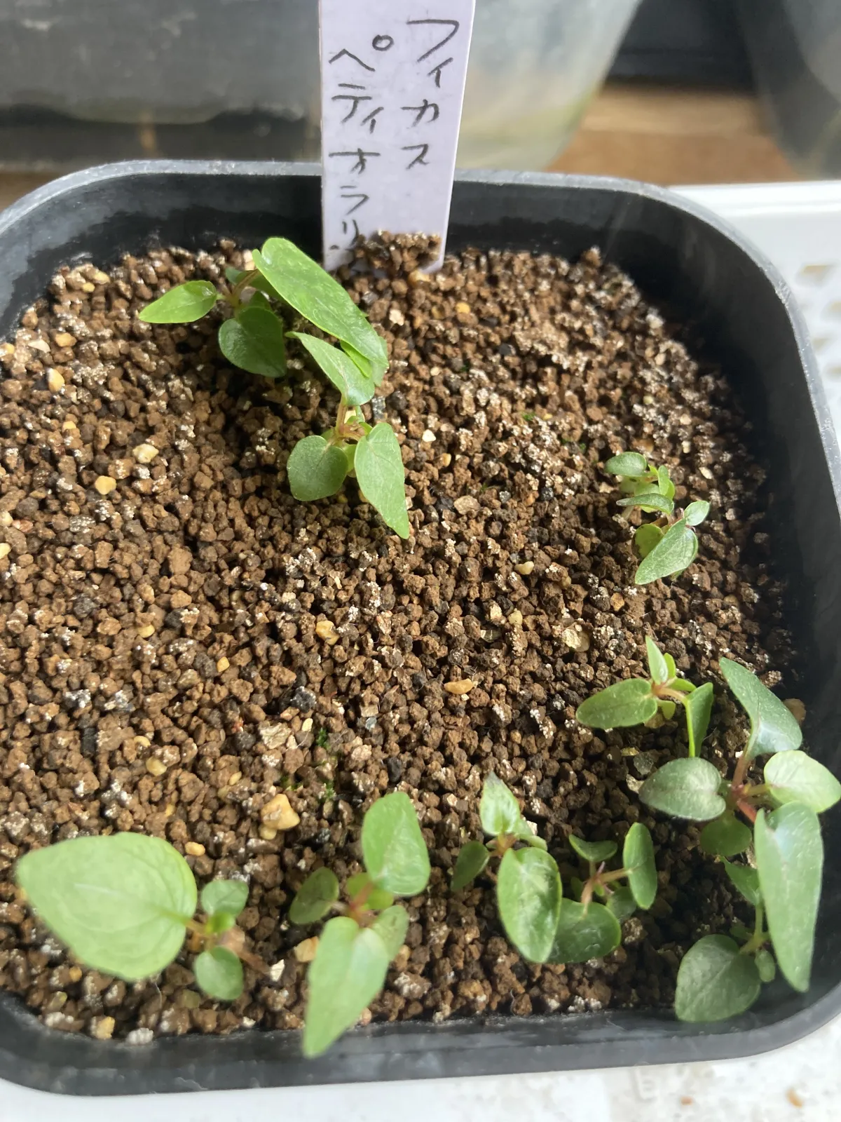 Ficus petiolaris (フィカス ペティオラリス)