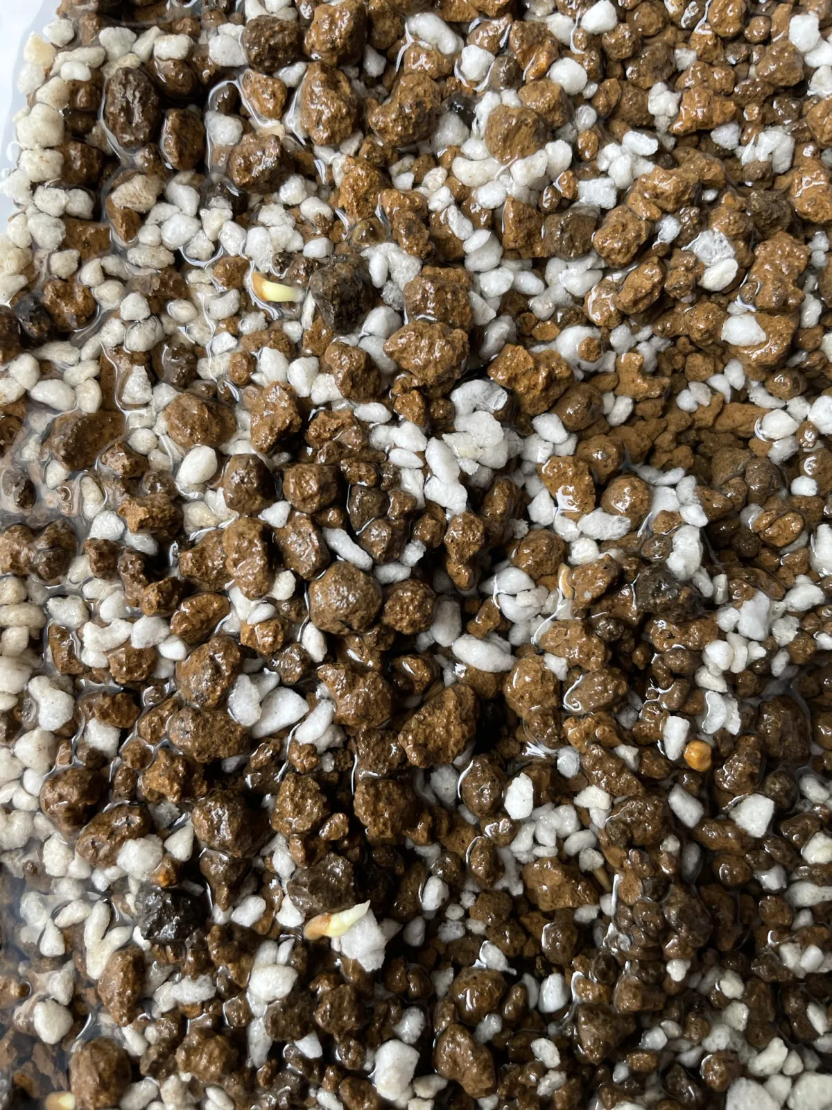 Pachypodium bispinosum (パキポディウム ビスピノーサム)