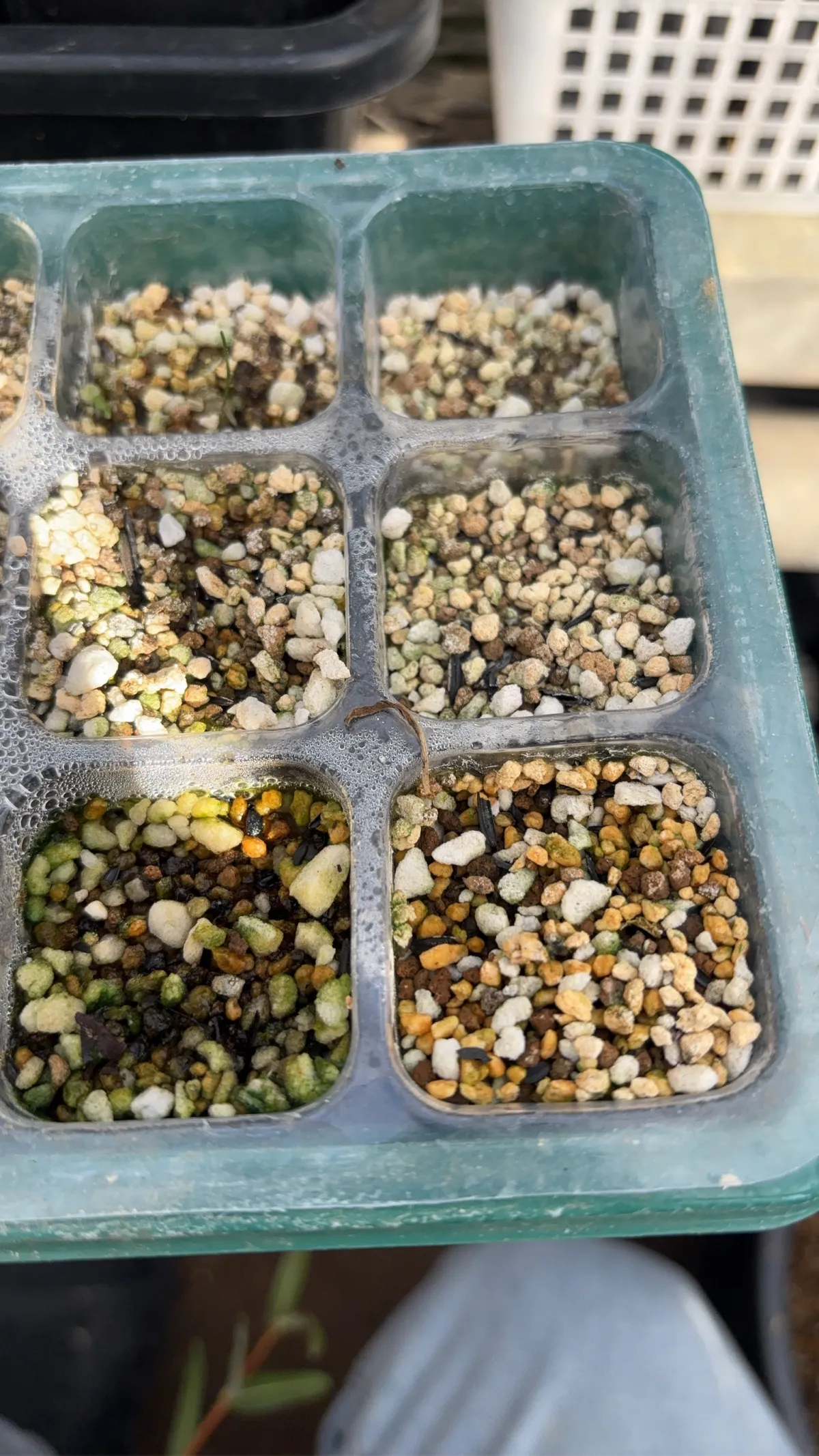 Scadoxus multiflorus ssp. katherinae (スカドクサス マルチフローラス)