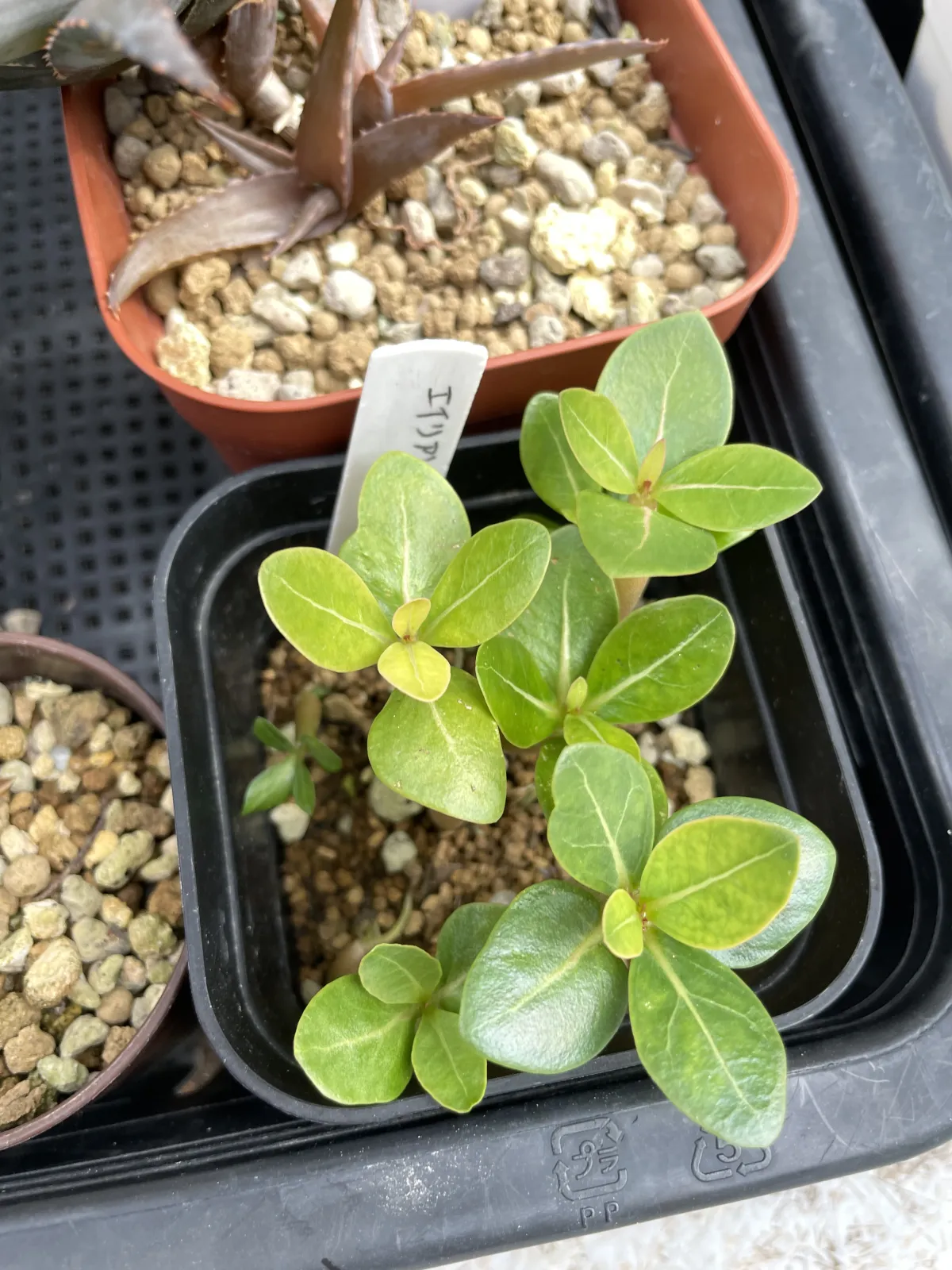 Adenium arabicum (アデニウム エイリアン)