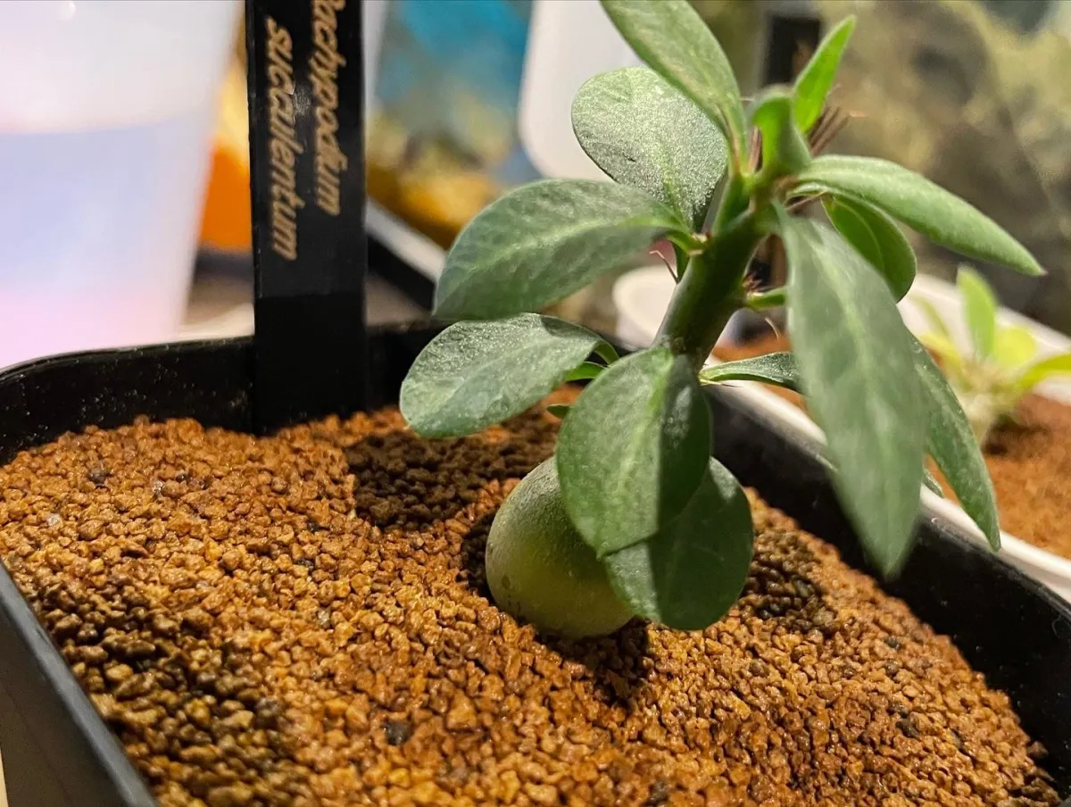 Pachypodium succulentum (パキポディウム サキュレンタム 天馬空)