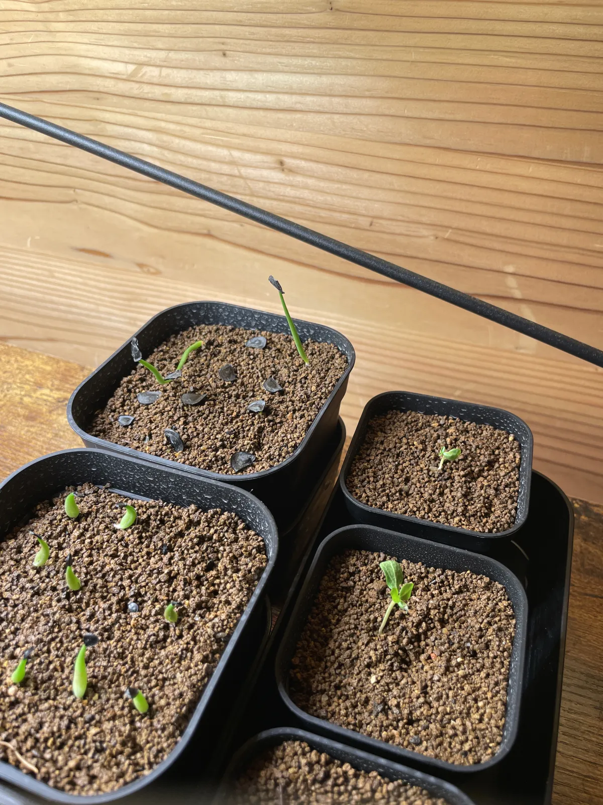 Agave angustifolia Marginata (アガベ アンガスティフォリア バリエガータ)