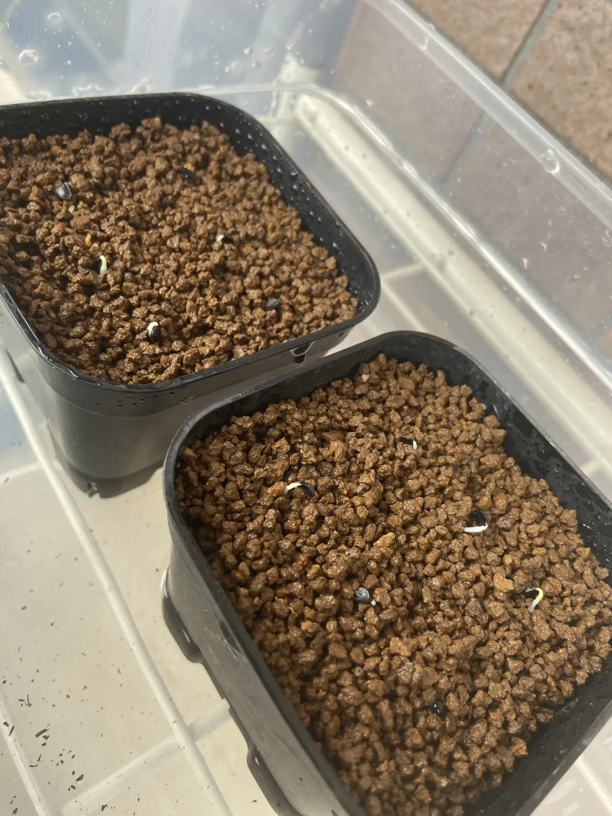 Agave utahensis var. nevadensis (アガベ ユタエンシス ネヴァデンシス)