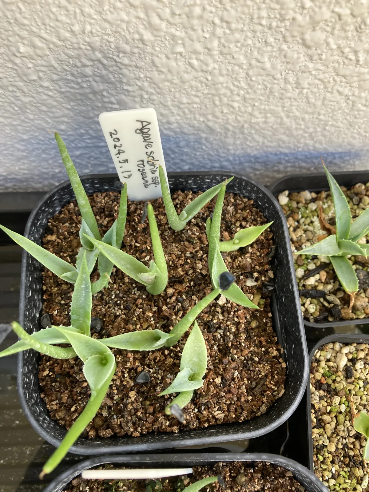 Agave sobria subsp. roseana (アガベ ソブリア ロゼアナ)