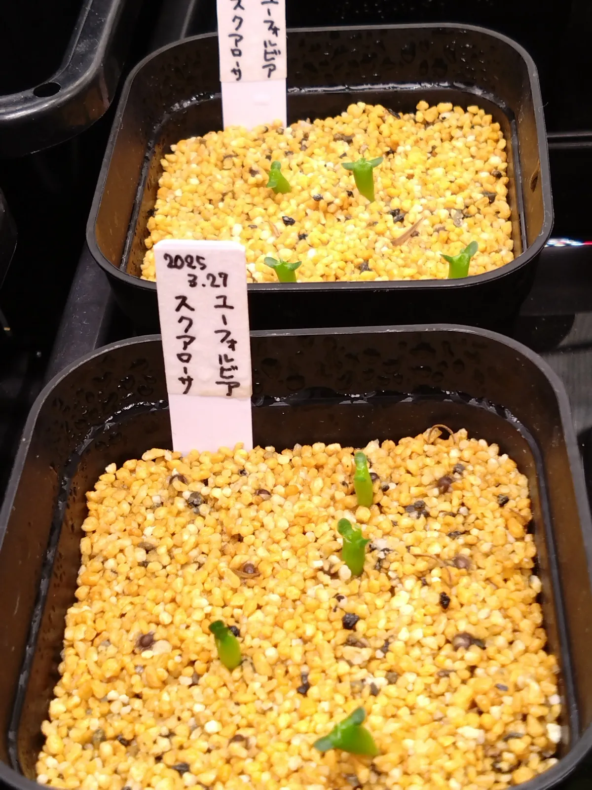 Euphorbia squarrosa (ユーフォルビア スクアローサ)