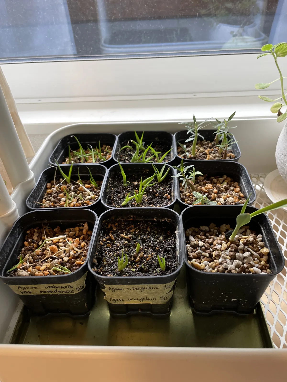 Agave utahensis var. eborispina (アガベ エボリスピナ)