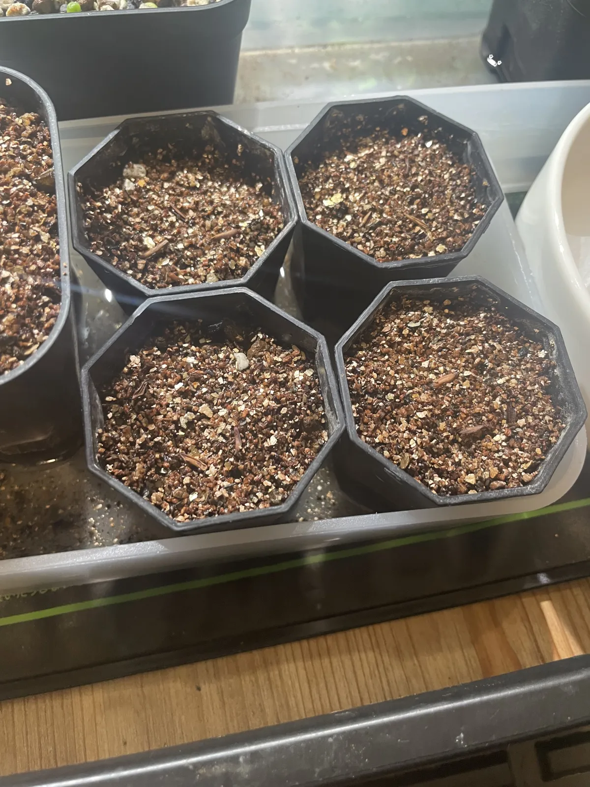 [無料種子] 発芽難 パキポディウム グラキリス　 Pachypodium rosulatum var. gracilius