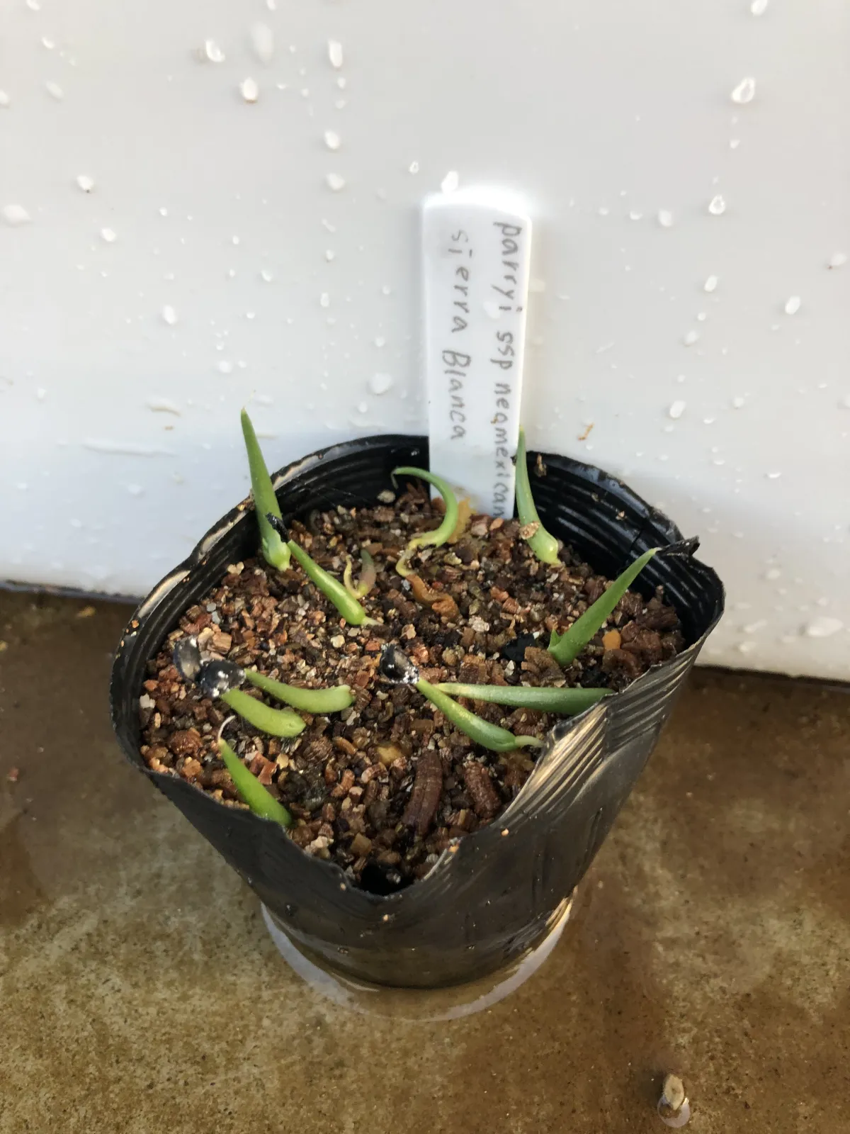 Agave parryi x flexispina (アガベ パリー x フレキシスピナ)