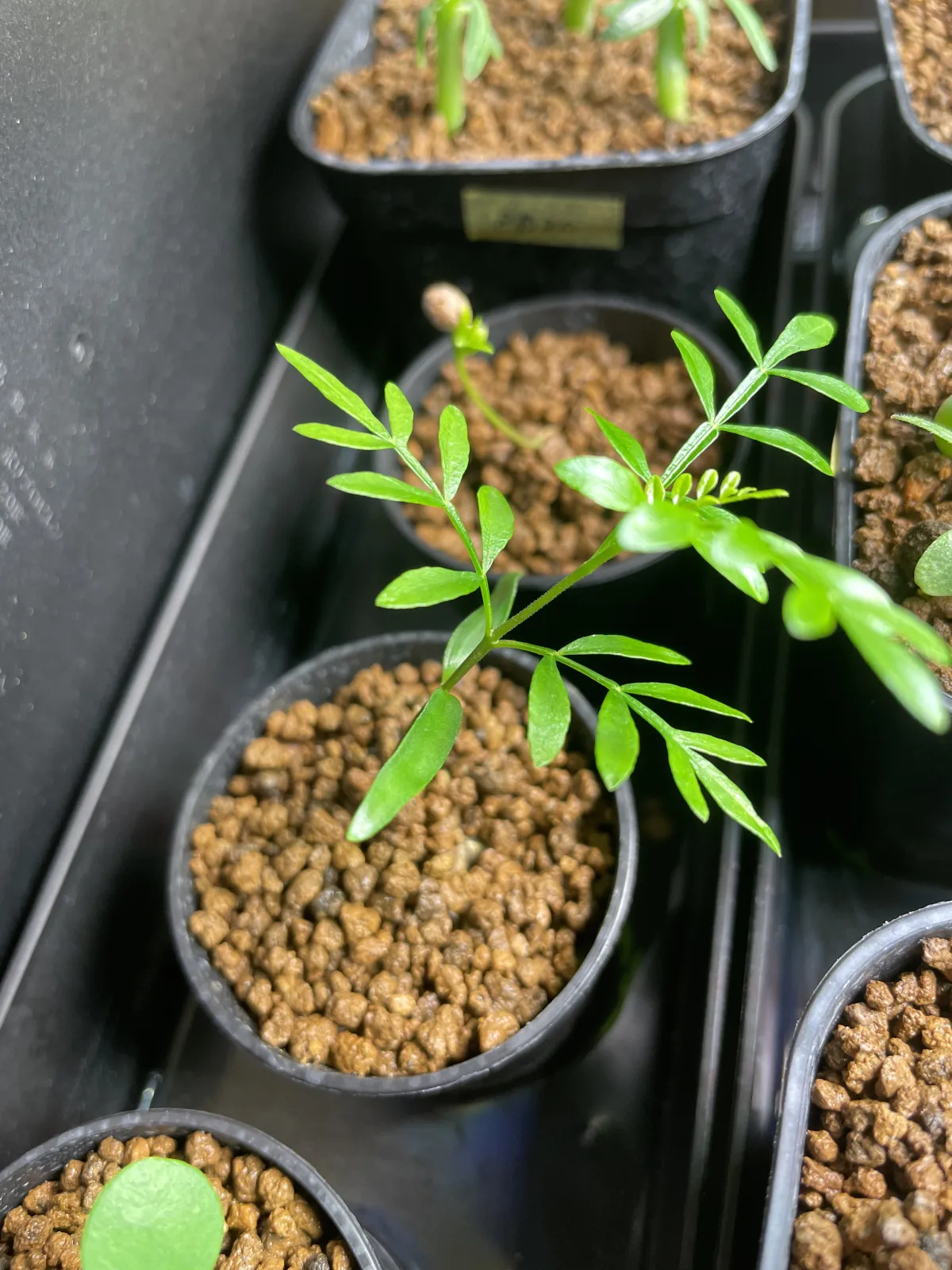 Operculicarya pachypus (オペルクリカリア パキプス)