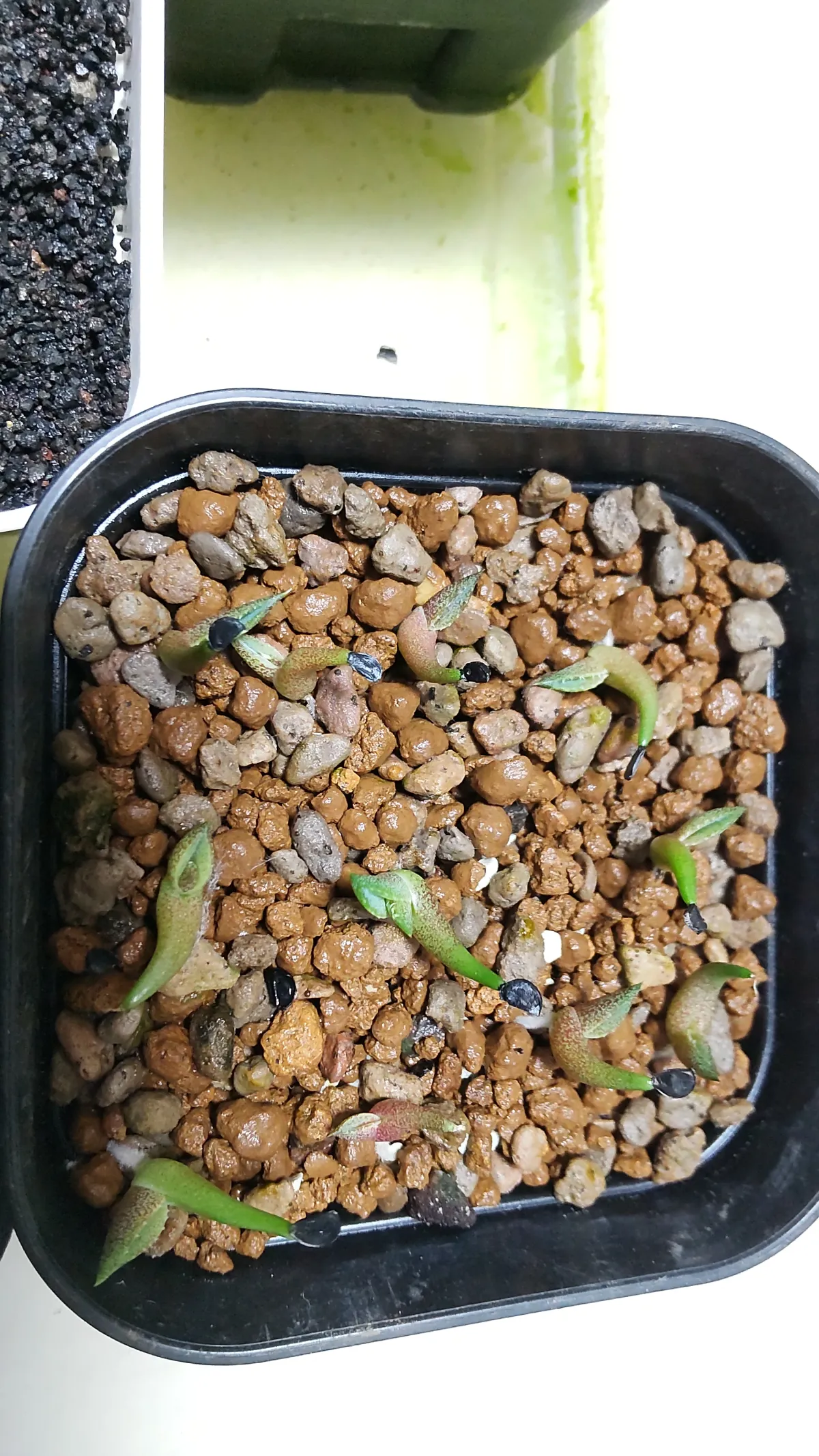 Agave oteroi (アガベ オテロイ)