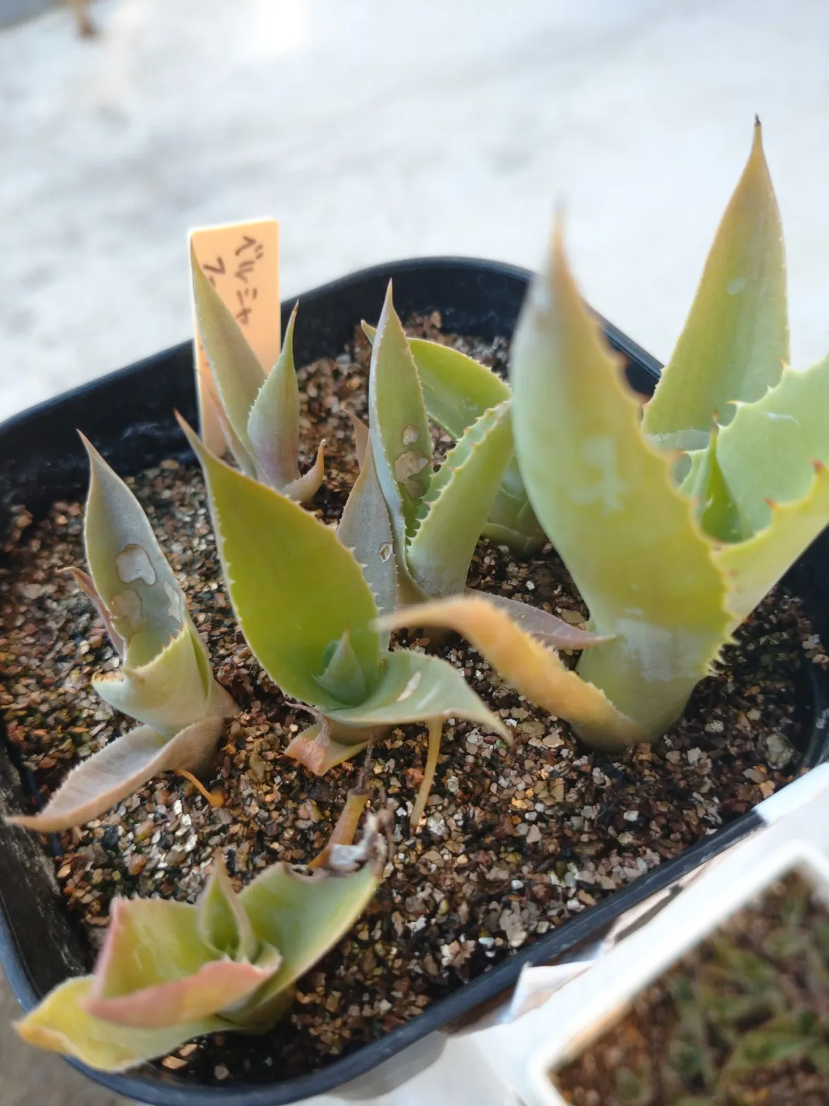 Agave potatorum 'verschaffeltii' (アガベ ベルシャフェルティ)