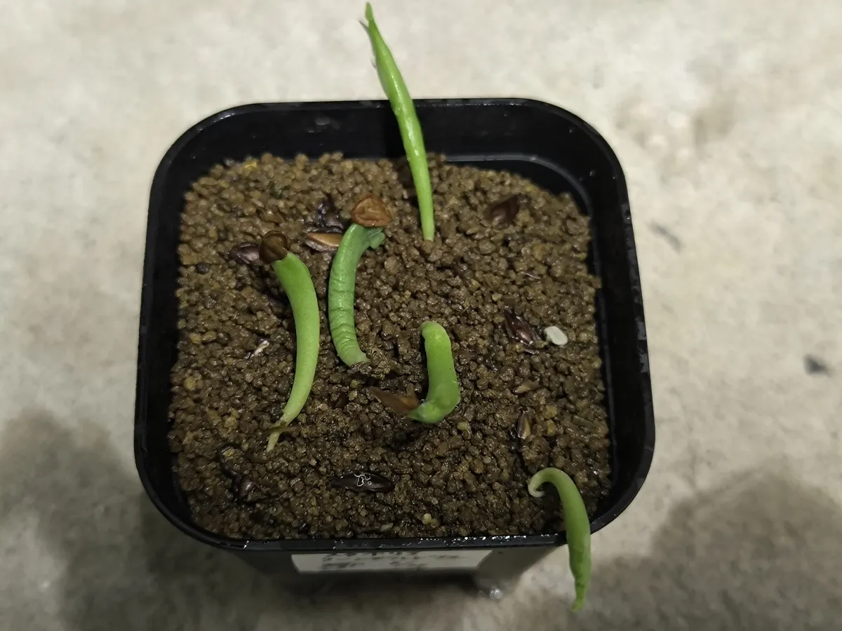 Stapelia leendertziae (スタペリア リーンデルジアエ)