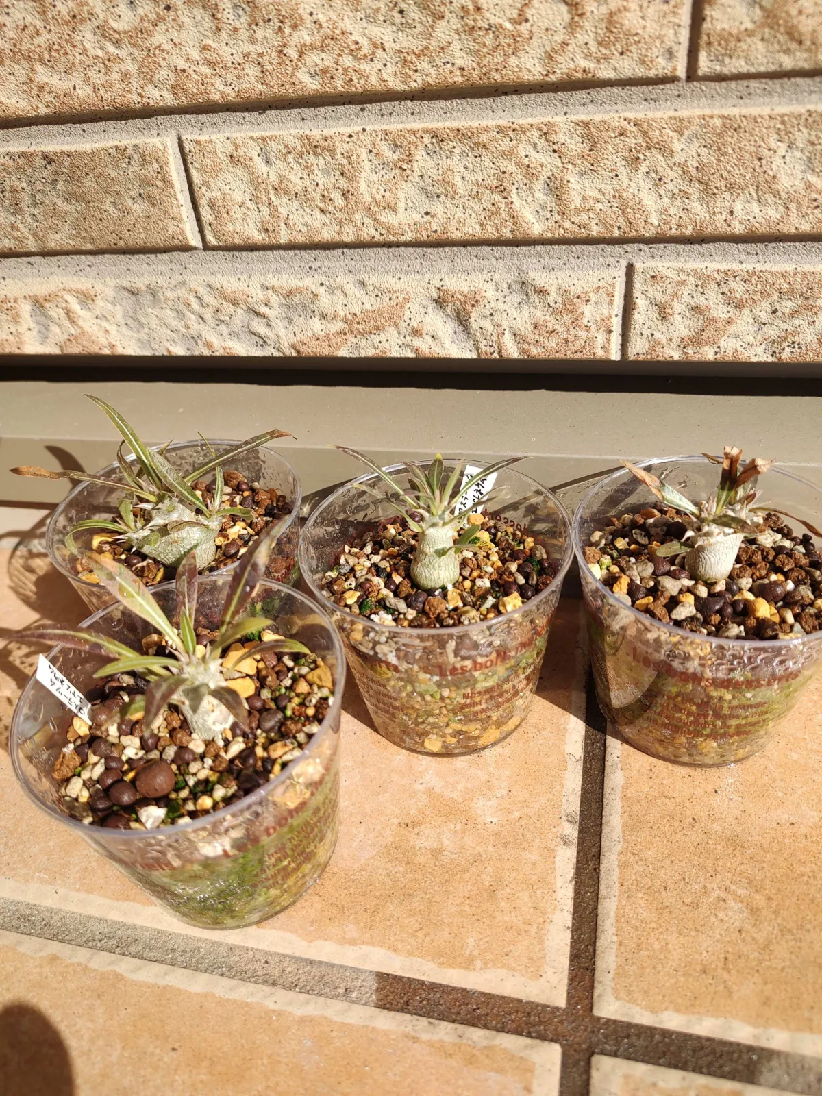 Pachypodium rosulatum var. eburneum (パキポディウム エブレネウム)