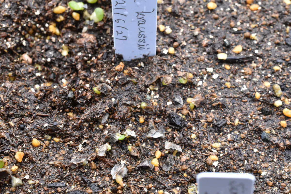 Aloe kraussii (アロエ クラウシー)