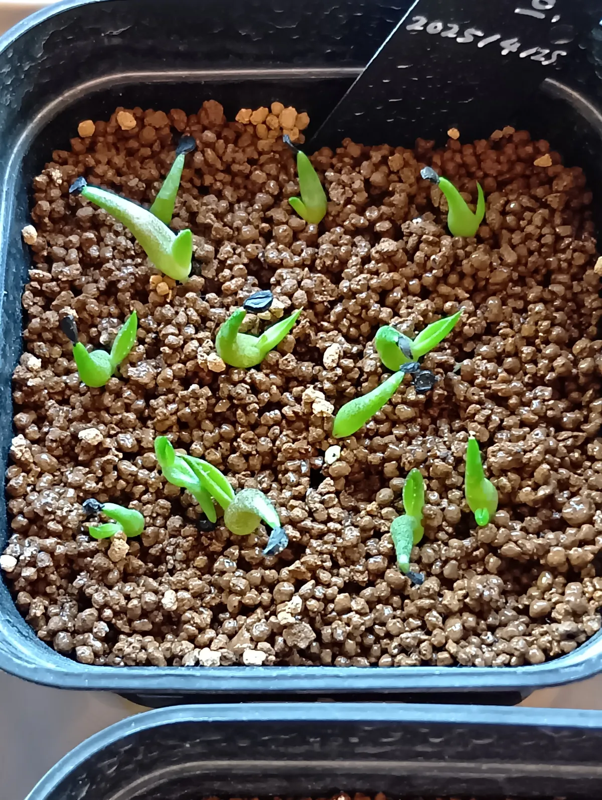 Agave oteroi (アガベ オテロイ)