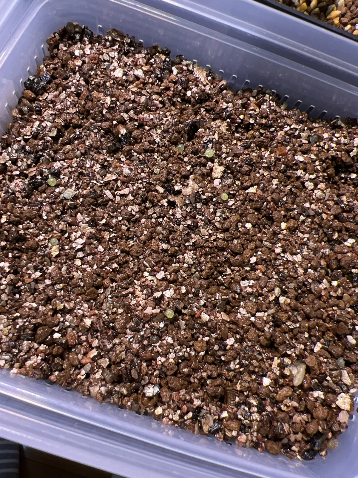 Conophytum burgeri (コノフィツム ブルゲリ)