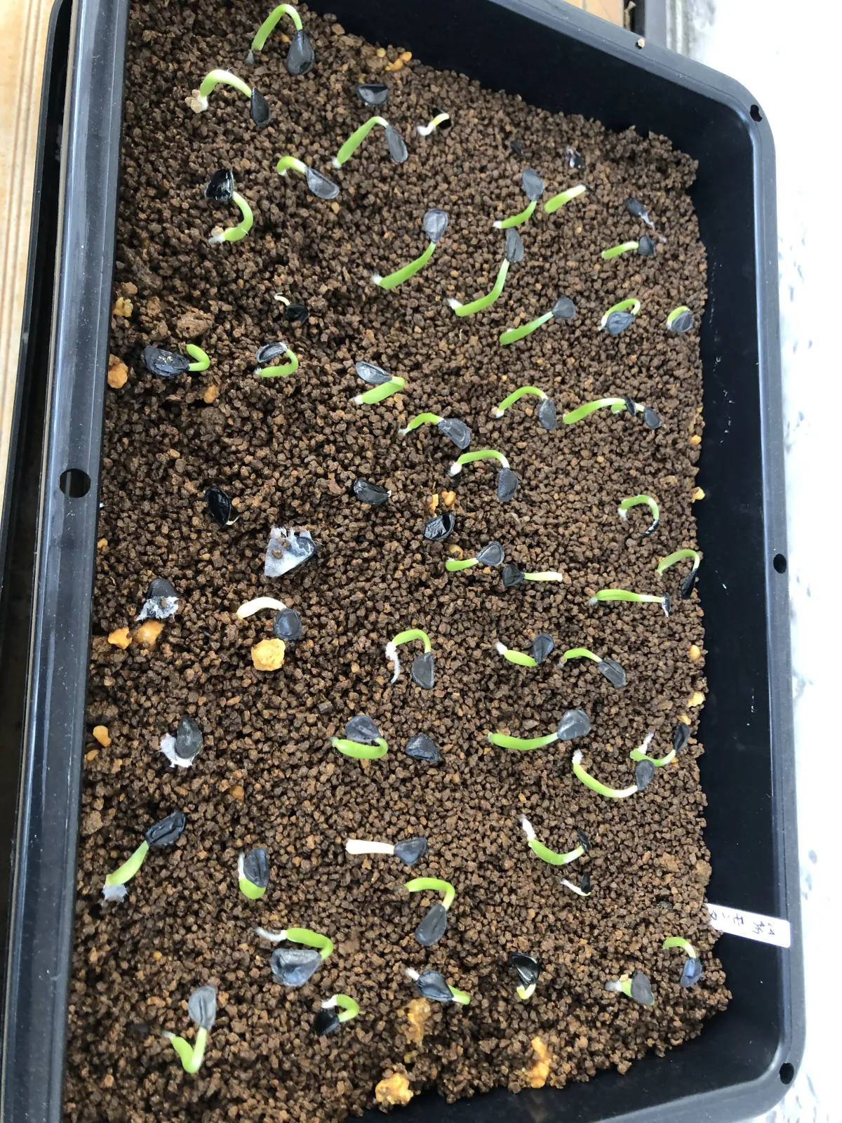 Agave montana (アガベ モンタナ)