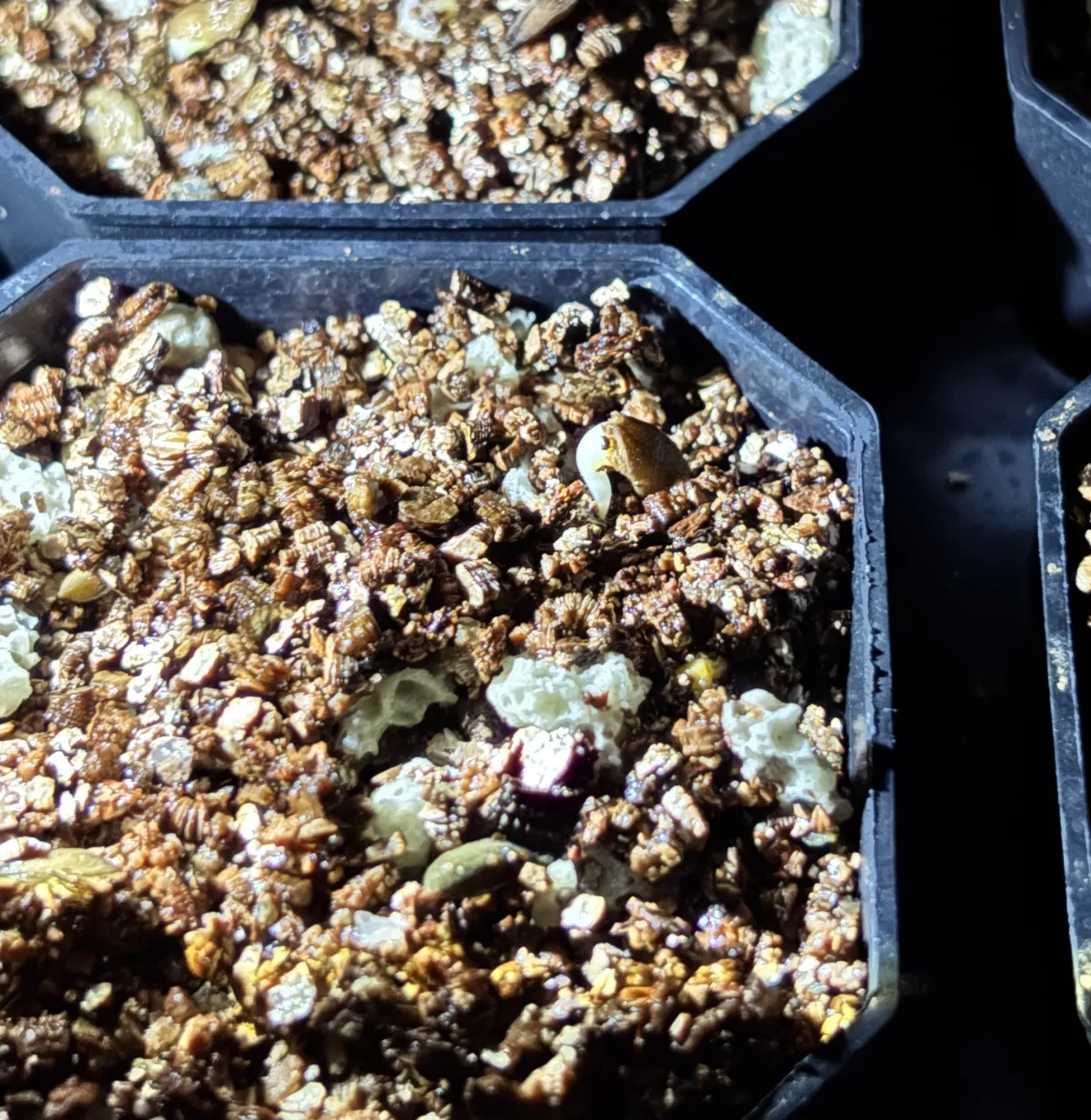 Pachypodium succulentum (パキポディウム サキュレンタム 天馬空)