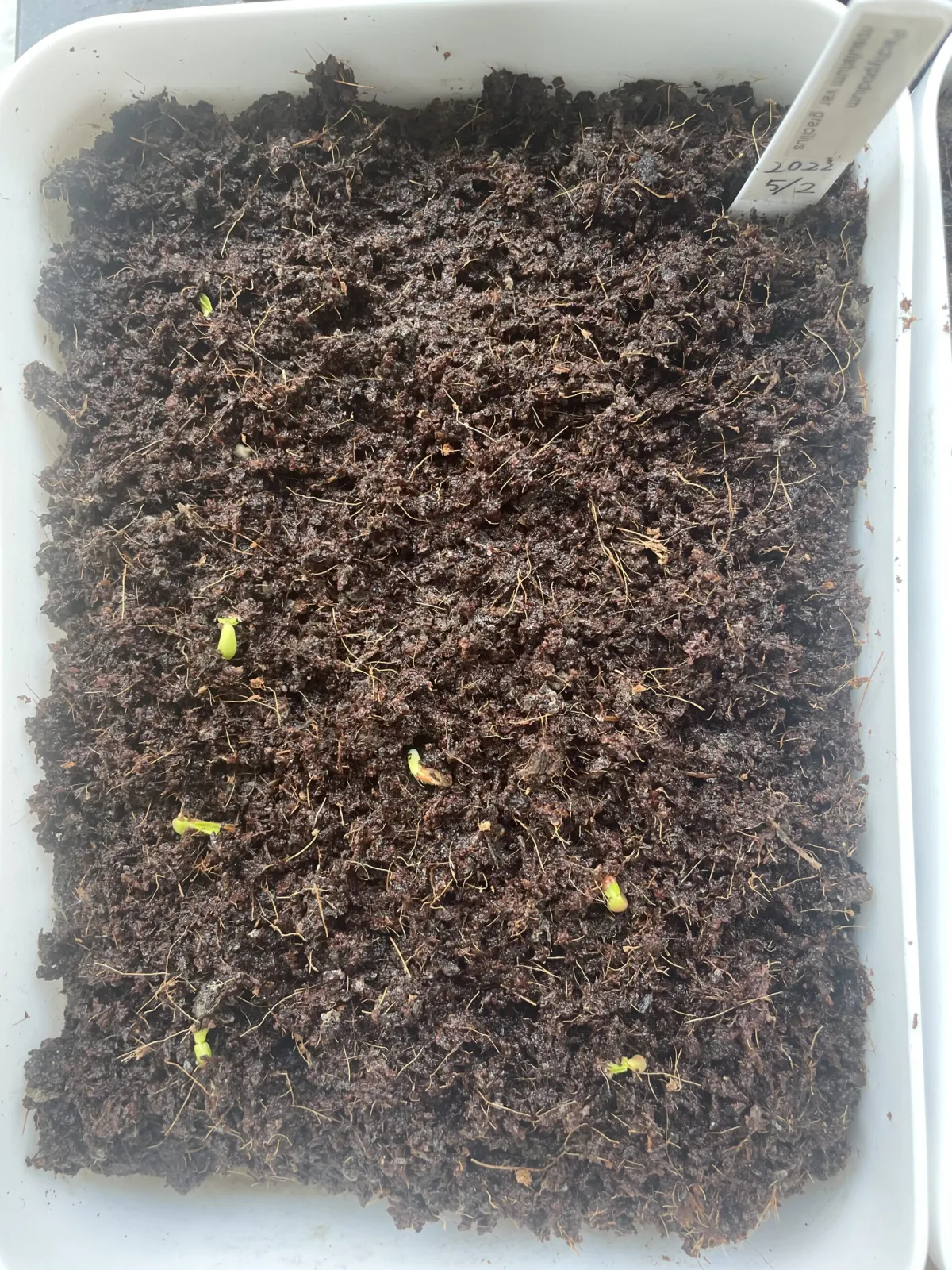 Pachypodium rosulatum var. gracilius (パキポディウム グラキリス)