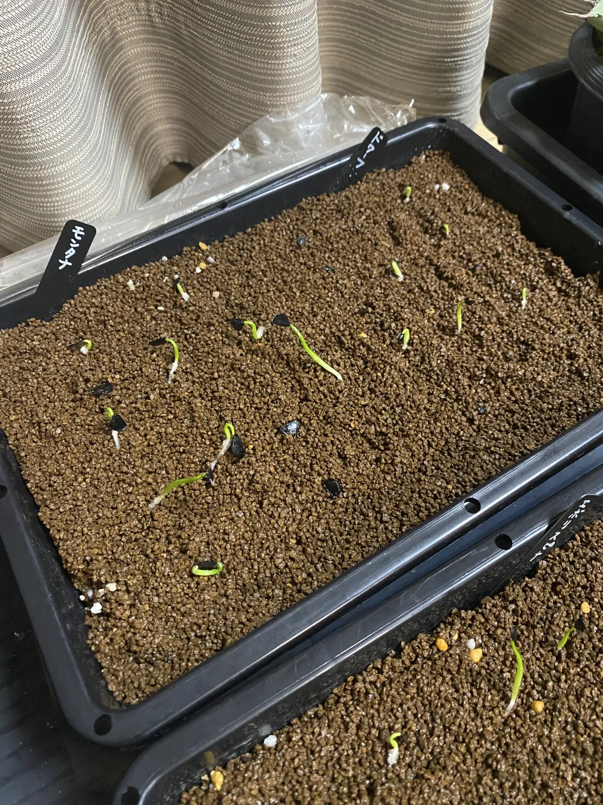 Agave titanota (アガベ チタノタ ドワーフ)