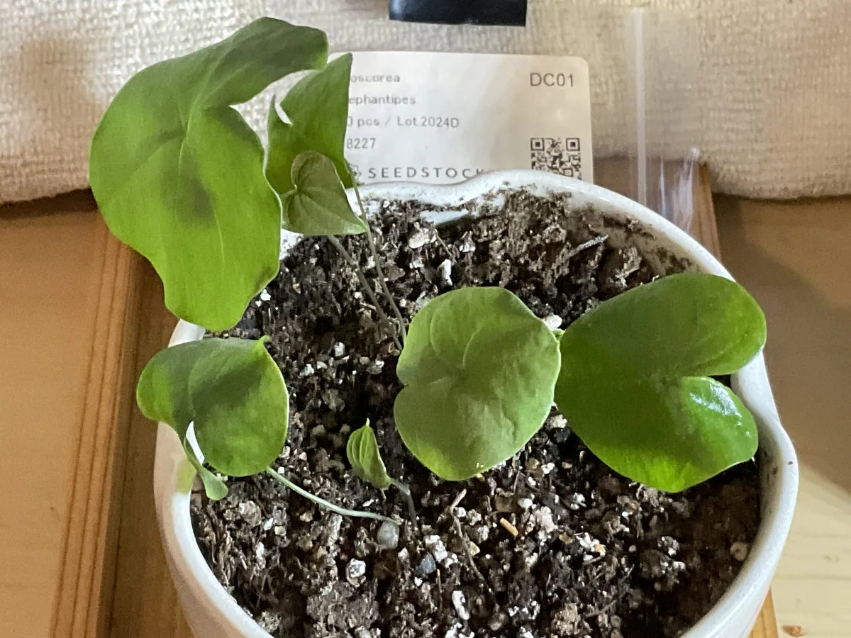 Dioscorea elephantipes (ディオスコレア エレファンティペス アフリカ亀甲竜)