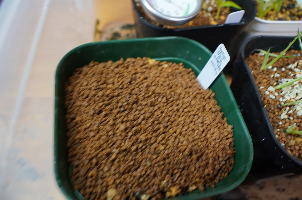 Haemanthus albiflos (ハエマンサス アルビフロス)